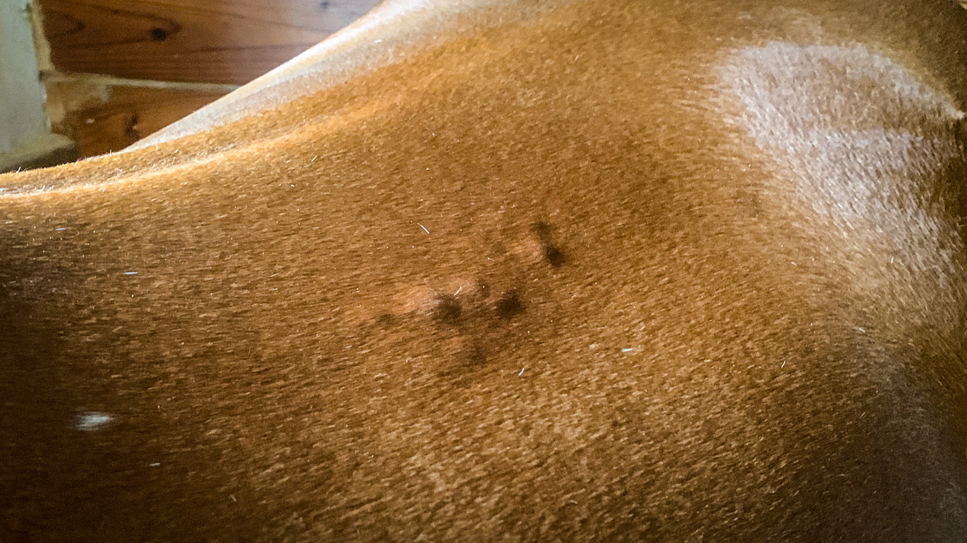 These hard but non-painful lumps are located directly under where the saddle presses against the body on both sides of the horse.  These usually are caused when a tiny blood vessel ruptures when the horse is hot and the pressure and weight of the rider and saddle is suddenly removed.  A prevention is to keep the saddle loosely girthed while the horse cools off.  The weight of the saddle will prevent the rapid expansion and rupture of these vessels.