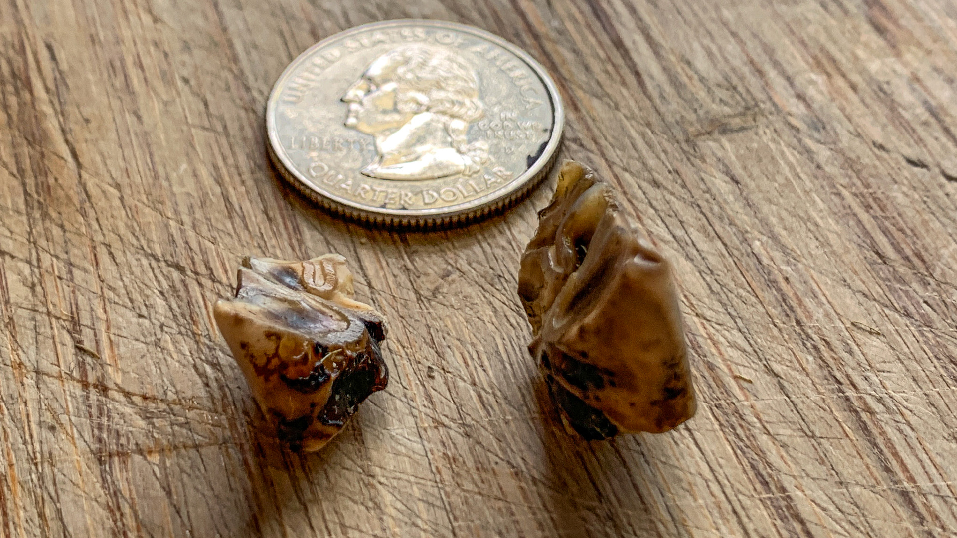 Caudal hooks (311 and 411) removed by molar cutter and compared to a US quarter (about 23mm diameter).