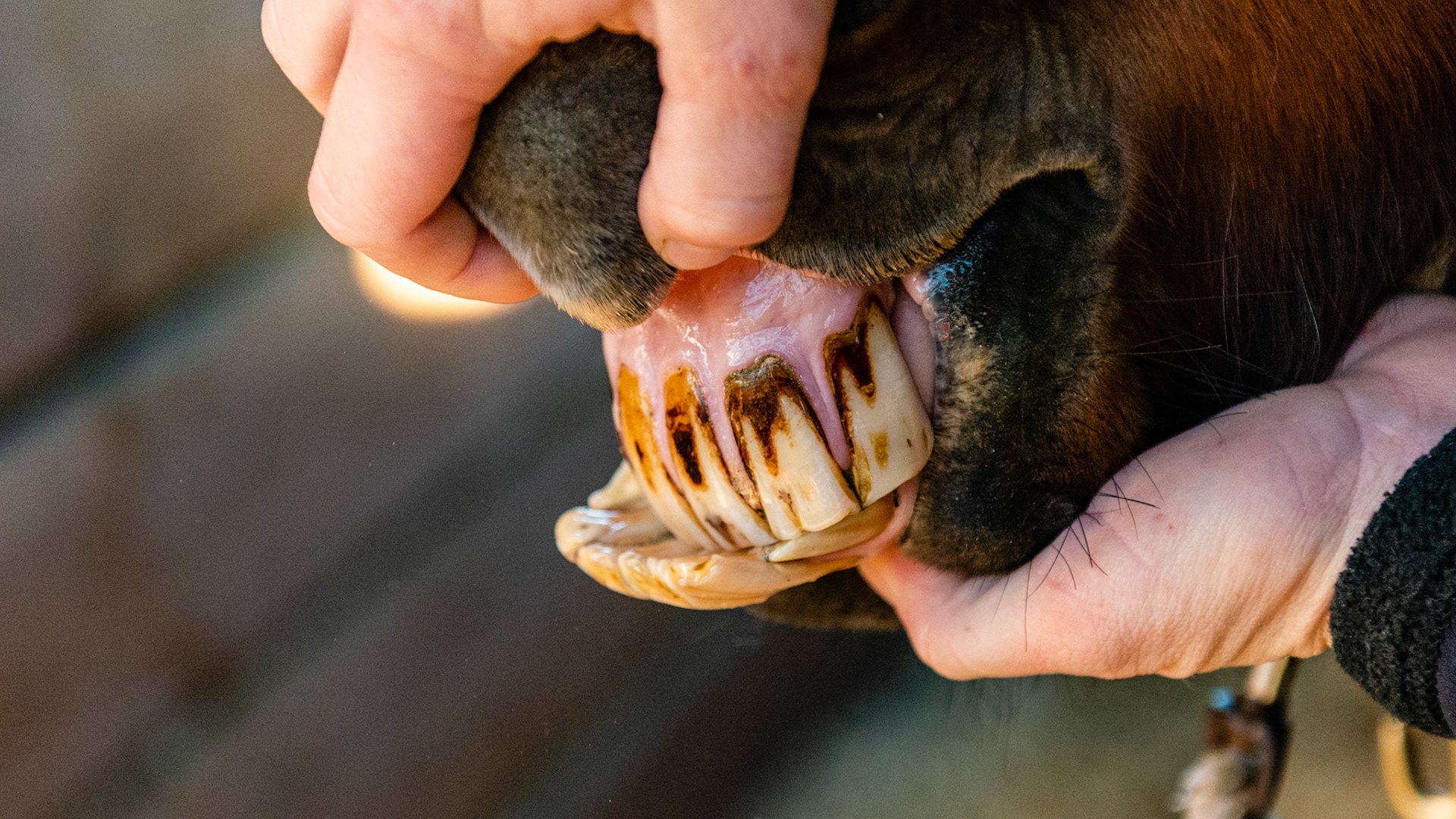 20 year old pony mare with a sow mouth with no eating or chewing difficulties. The lower 6's and the upper 11's are over-erupted and easily reduced with just filing.