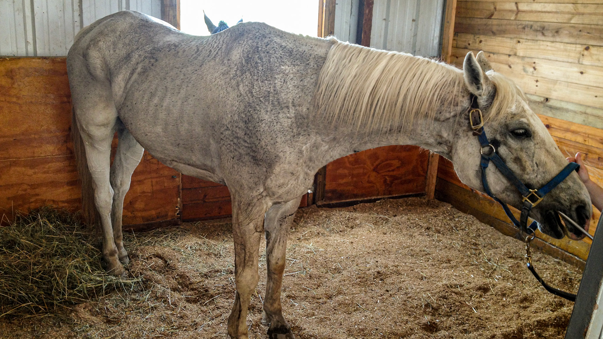 Top Line Score D = loss of musculature along the spine from the withers to the rump (croup).  BCS 3 - Thin - Slight fat covers the body so the skeleton is still discernible but doesn’t pop out.  There is a narrow space between the inner thighs.