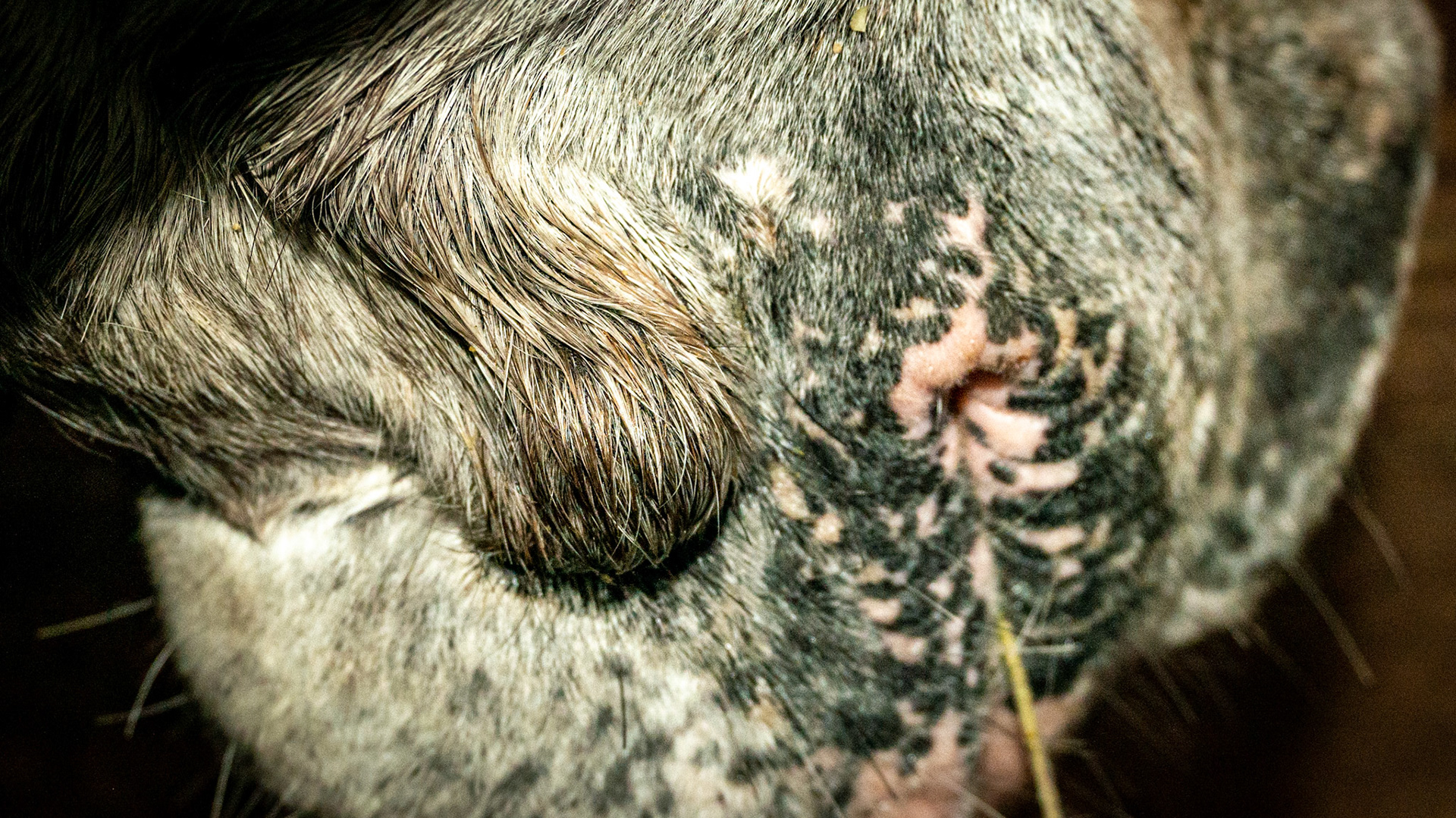 Hard boney growth on mandible that suddenly appeared many years ago but was not present at birth.