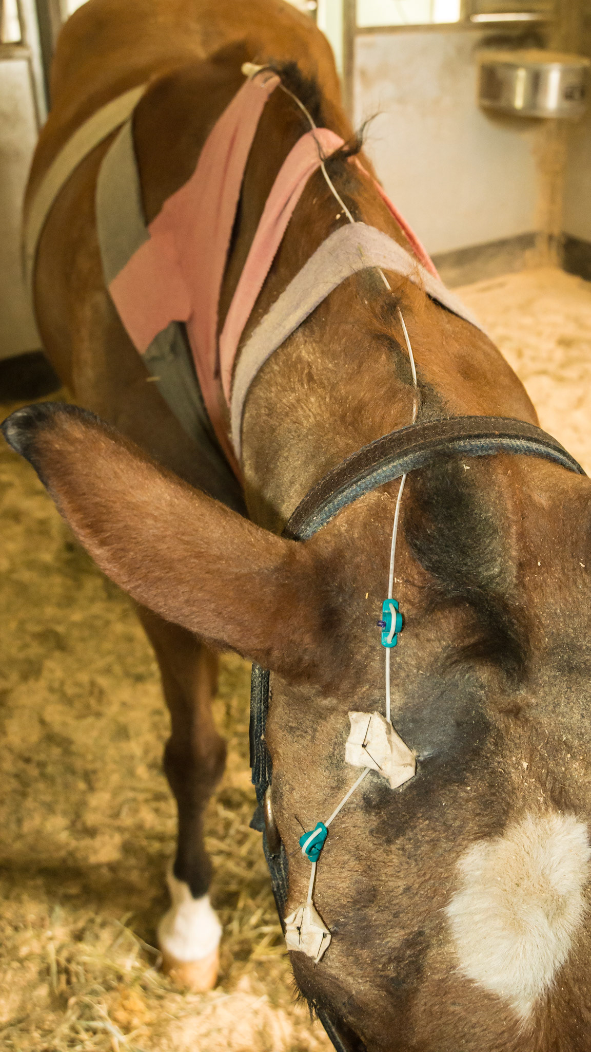 Subpalpebral (under the eyelid) medication administration system allowing medications to be administered into the port at the horse withers rather than directly into the eye.