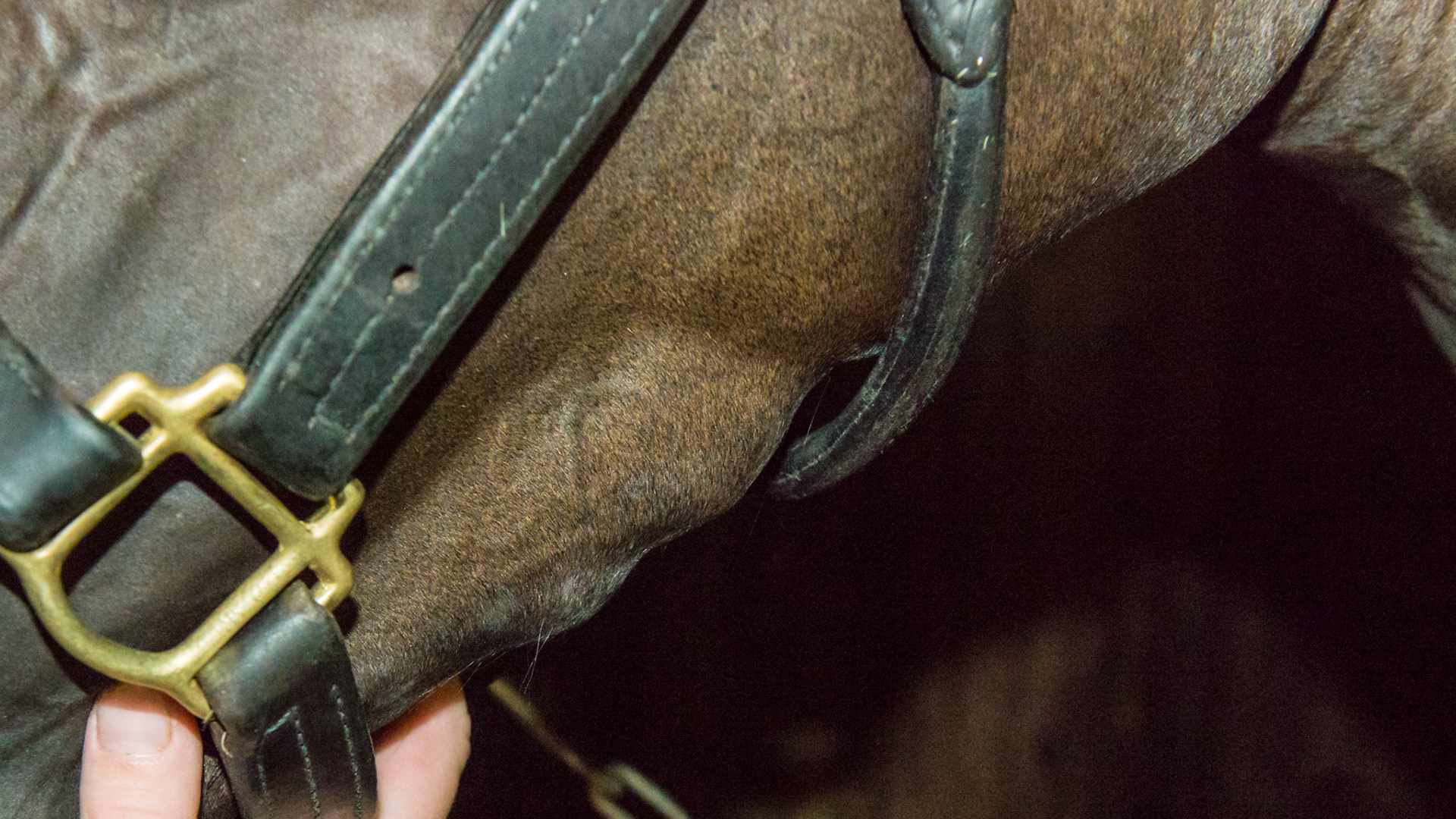 Mandibular (lower jaw) eruption bumps on a 3yr old TB