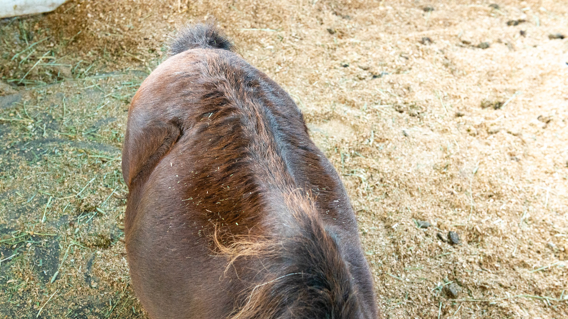 The back bone of this mini is prominent due to weight loss. Horse A - BCS 3 - Thin - Slight fat covers the body so the skeleton is still discernible but doesn’t pop out.  There is a narrow space between the inner thighs.