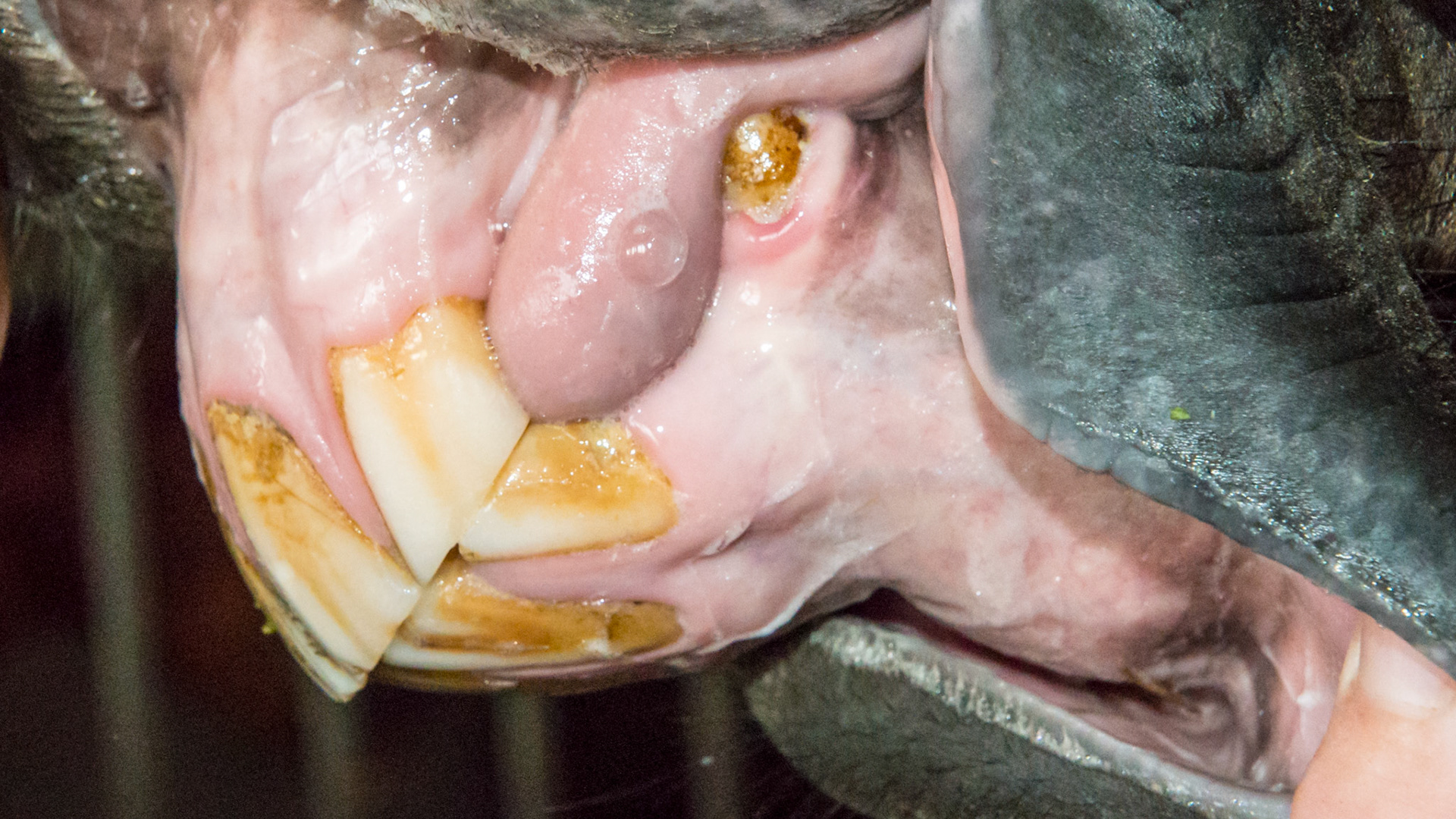 EOTRH horse 9 - 2/14/1997 = 16yr 5mo -  Early stage of EOTRH with  thickening of the gums around the canines, #404 early necrosis, bulbous appearance of incisors. No pain of difficulty in using incisors.