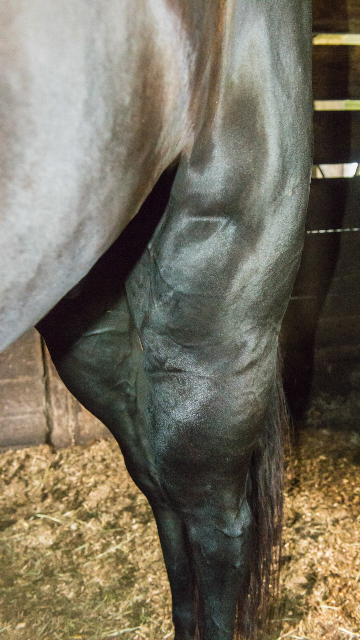 This is an "undiagnosed" injury caused on a July 4th evening many years ago where the fireworks caused this horse to run to exhaustion..  He is sound and is successfully competing in dressage with this leg. Unfortunately about 2 years after this photo he was euthanized.