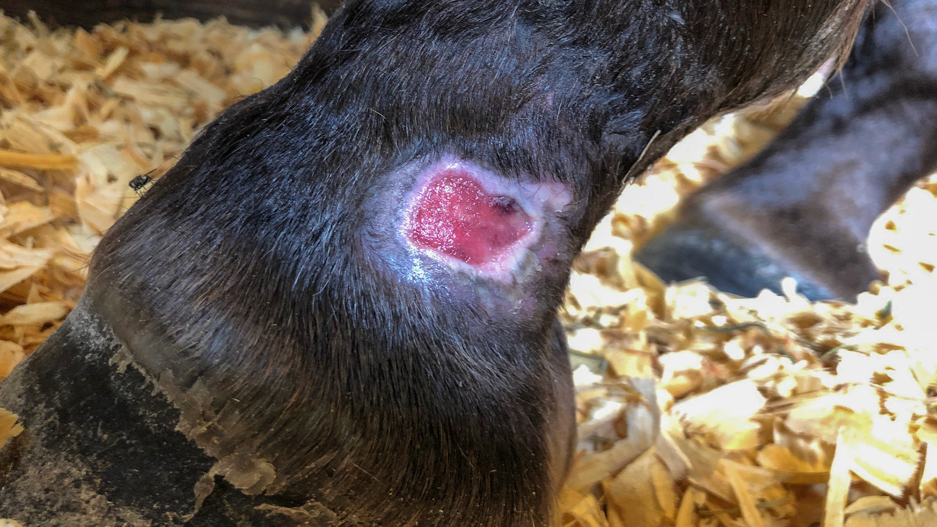 Horse G - Summer sore and granulation tissue on July 27, 2019 after wrapping with a focal pressure wrap over a non-stick pad over a water soluble antibiotic.