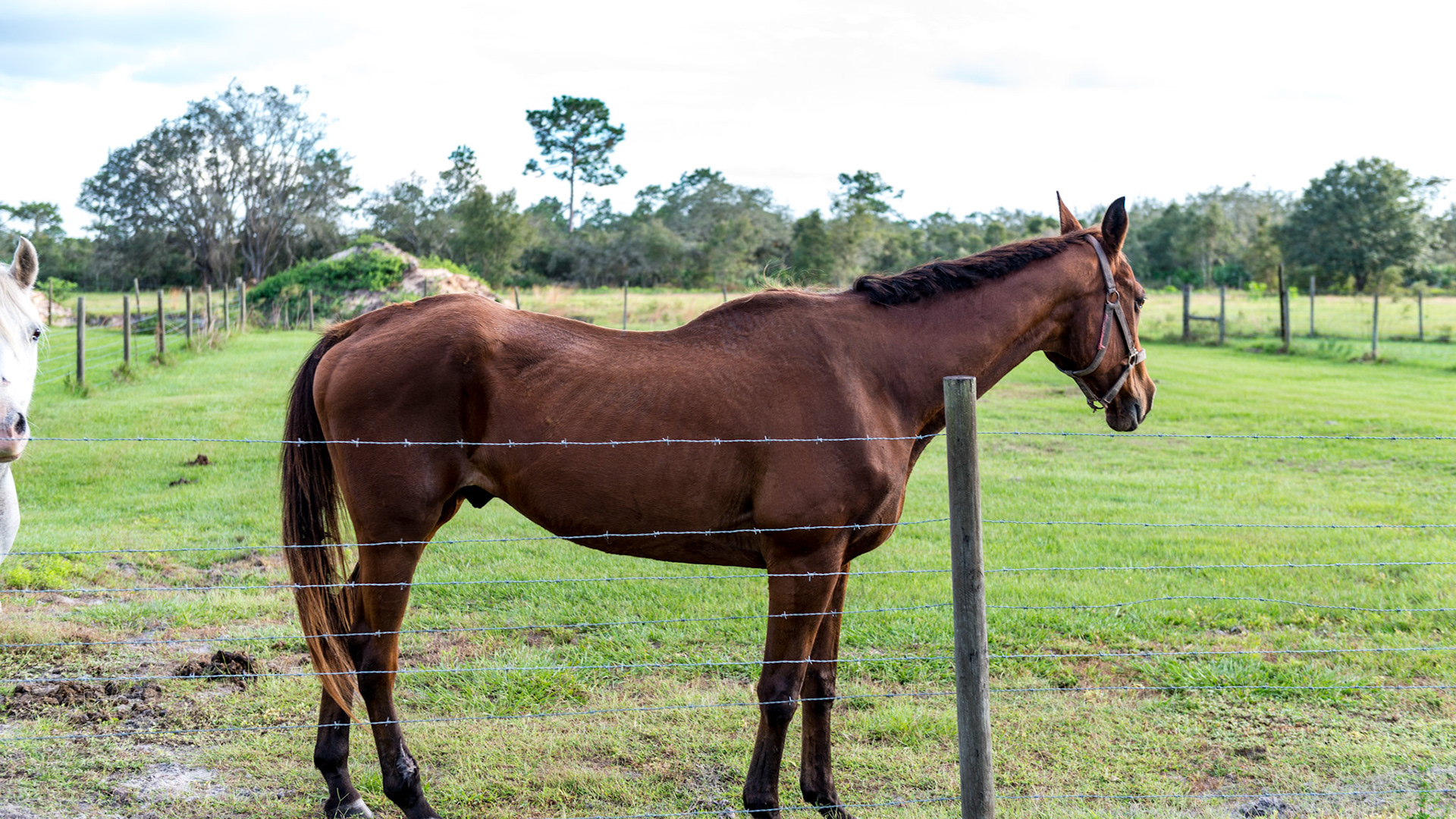 5 strand barbed wire fencing is inexpensive but extremely dangerous for horses.  Note the large old scar on the left hind fetlock.  This horse also shows a poor top line, poor hair coat and a loss of cheek muscle - all signs of chronic protein deficiency.