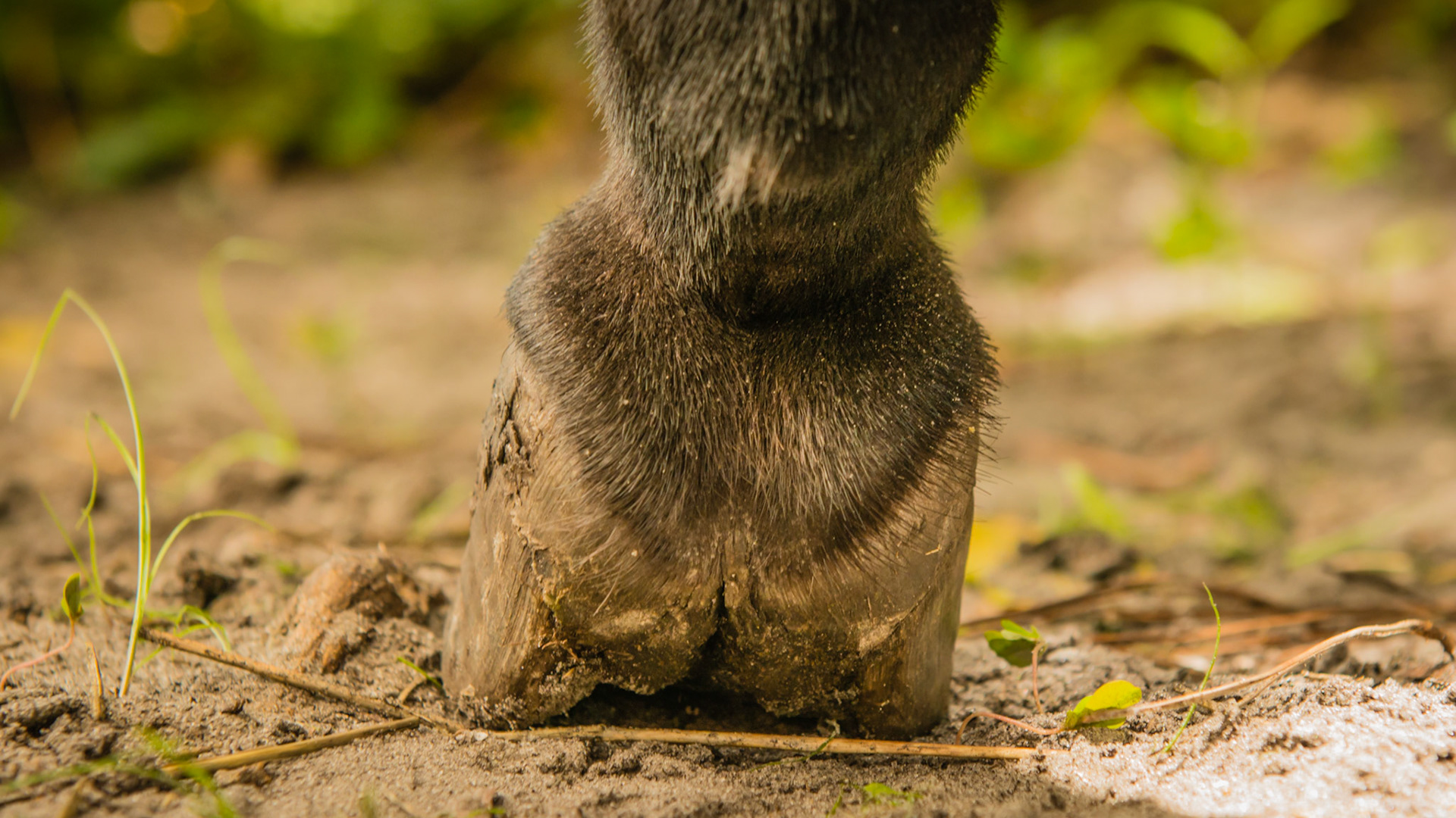 Mini w/ chronic laminitis that started 8 yrs ago - no signs of hoof pain today BSC = 5