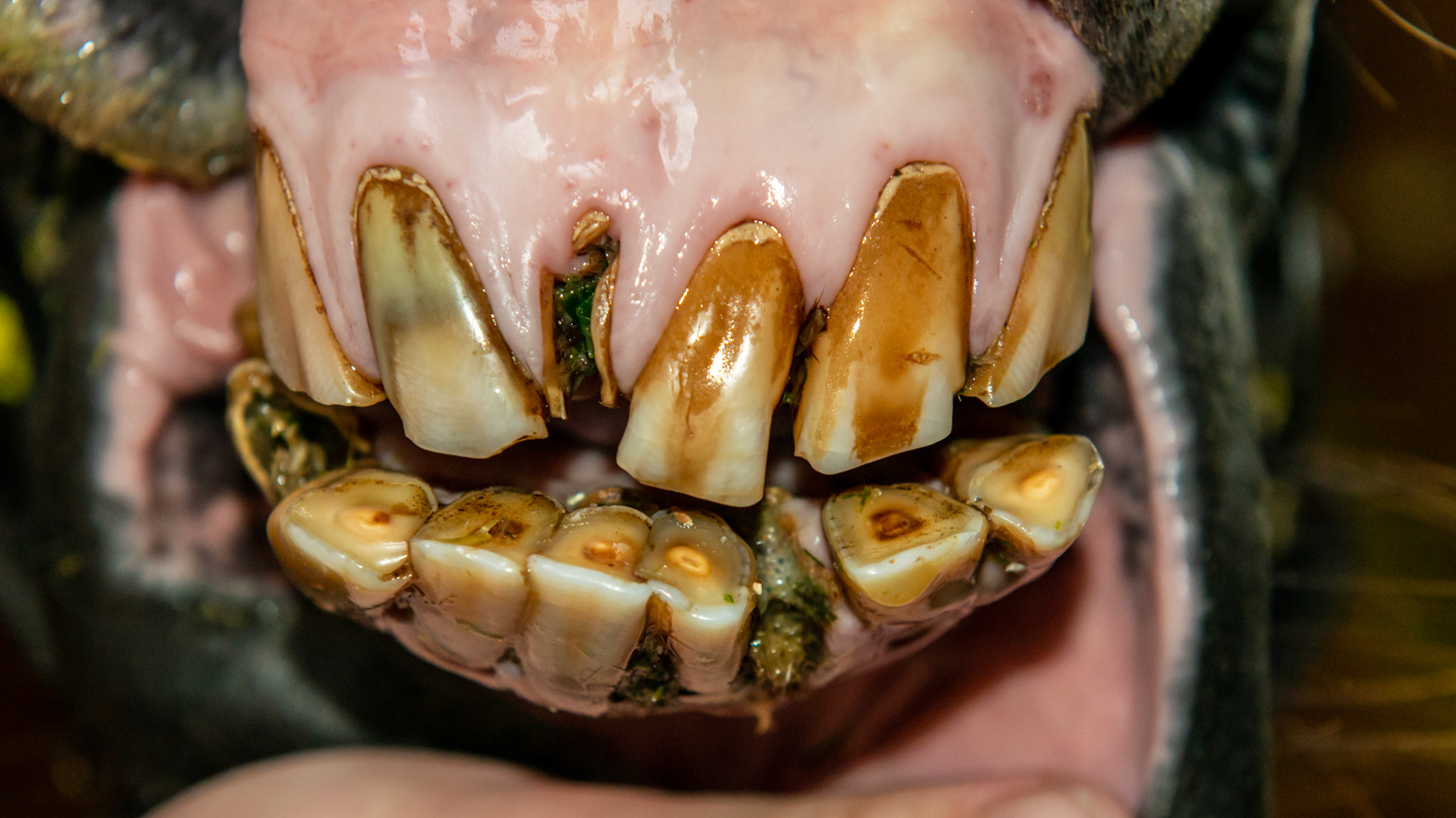EOTRH horse 12 - a 25 yr old QH G with decay and feed impaction at #403, 101, &amp; 301's , extra lower incisors, cap remnants behind 301/2/3, gum recession of central lower incisors.