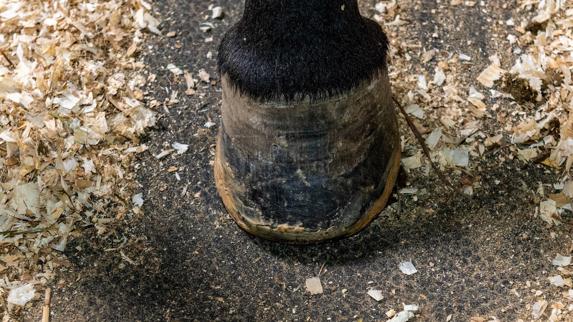 Glue on shoes. Horse is owned by a farrier. Horse's hoof crumbles with nails. Every supplement has been used and every treatment for poor hooves including Clear Trax for white line disease has been tried.  All hooves are affected equally.  This was in 2013 before I recommended adding protein to reverse all of the conditions listed here.