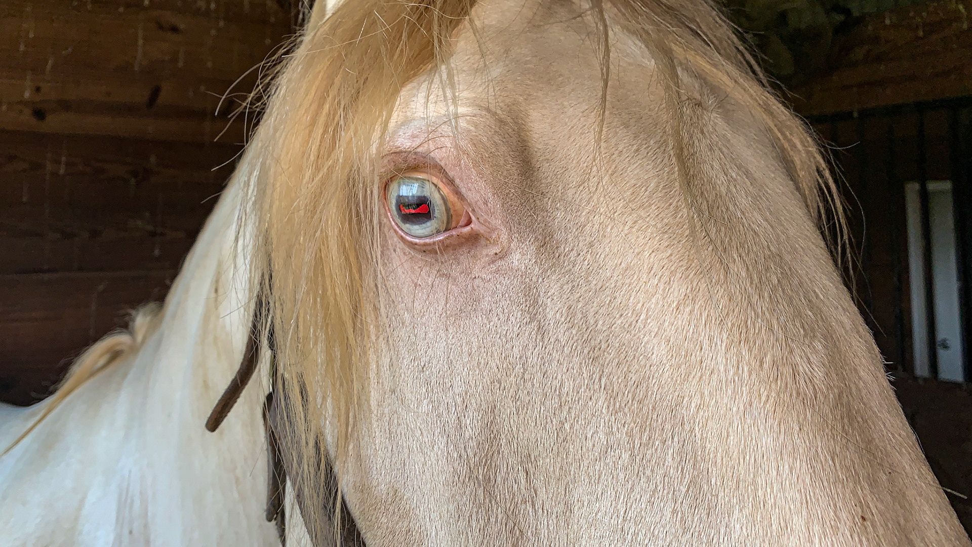This is a double cream dilution of a red based horse (chestnut) making him a Cremello.  A single dilution would be a palomino but the pink skin and pale blue eyes are common with Cremello horses.