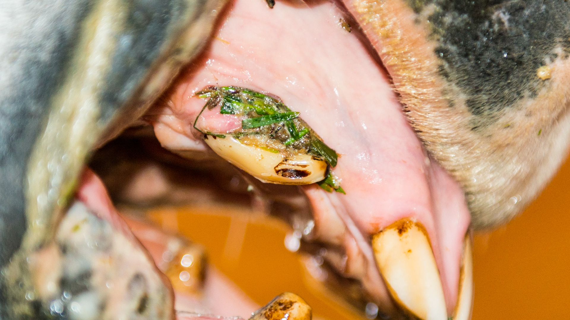 Canine #104 faces rostrally - this causes accumulation of food in the space between the canine and gum.