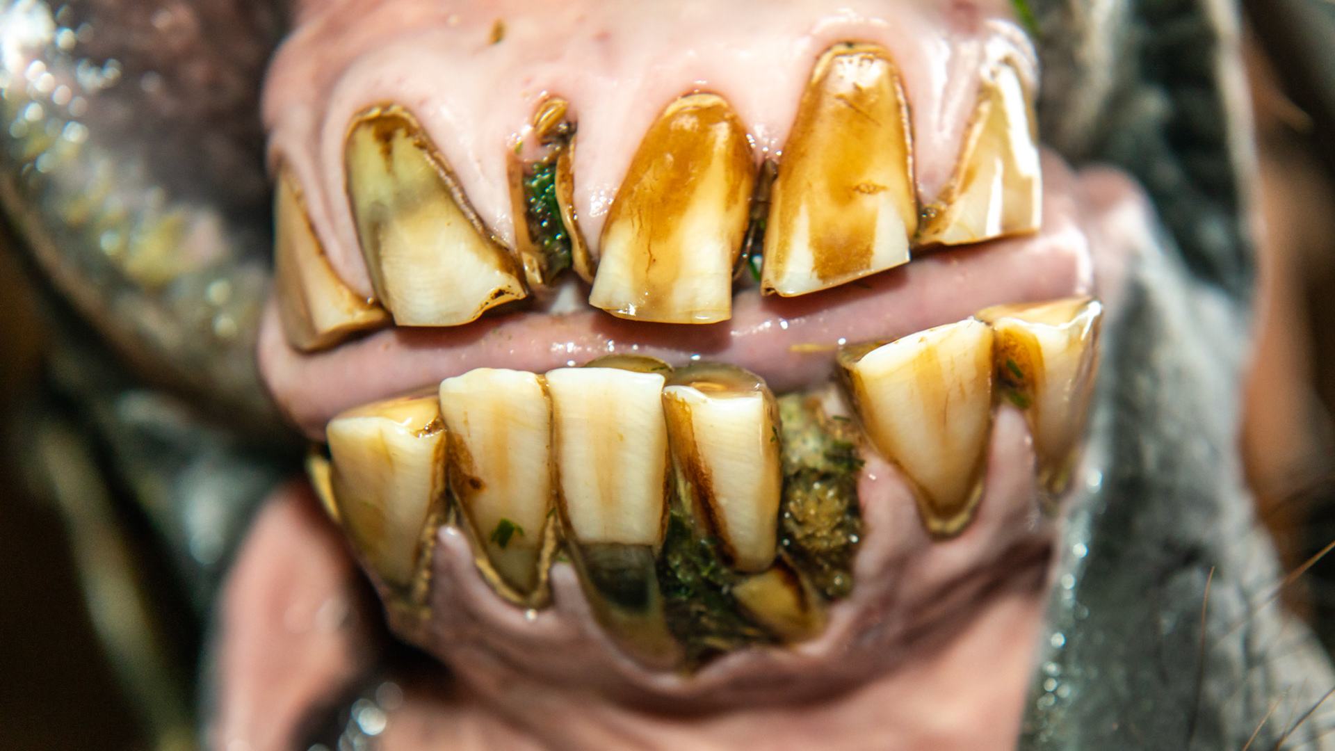 EOTRH horse 12 - A 25 yr old QH G with decay and feed impaction at #403, 101, &amp; 301's , extra lower incisors, cap remnants behind 301/2/3, gum recession of central lower incisors.