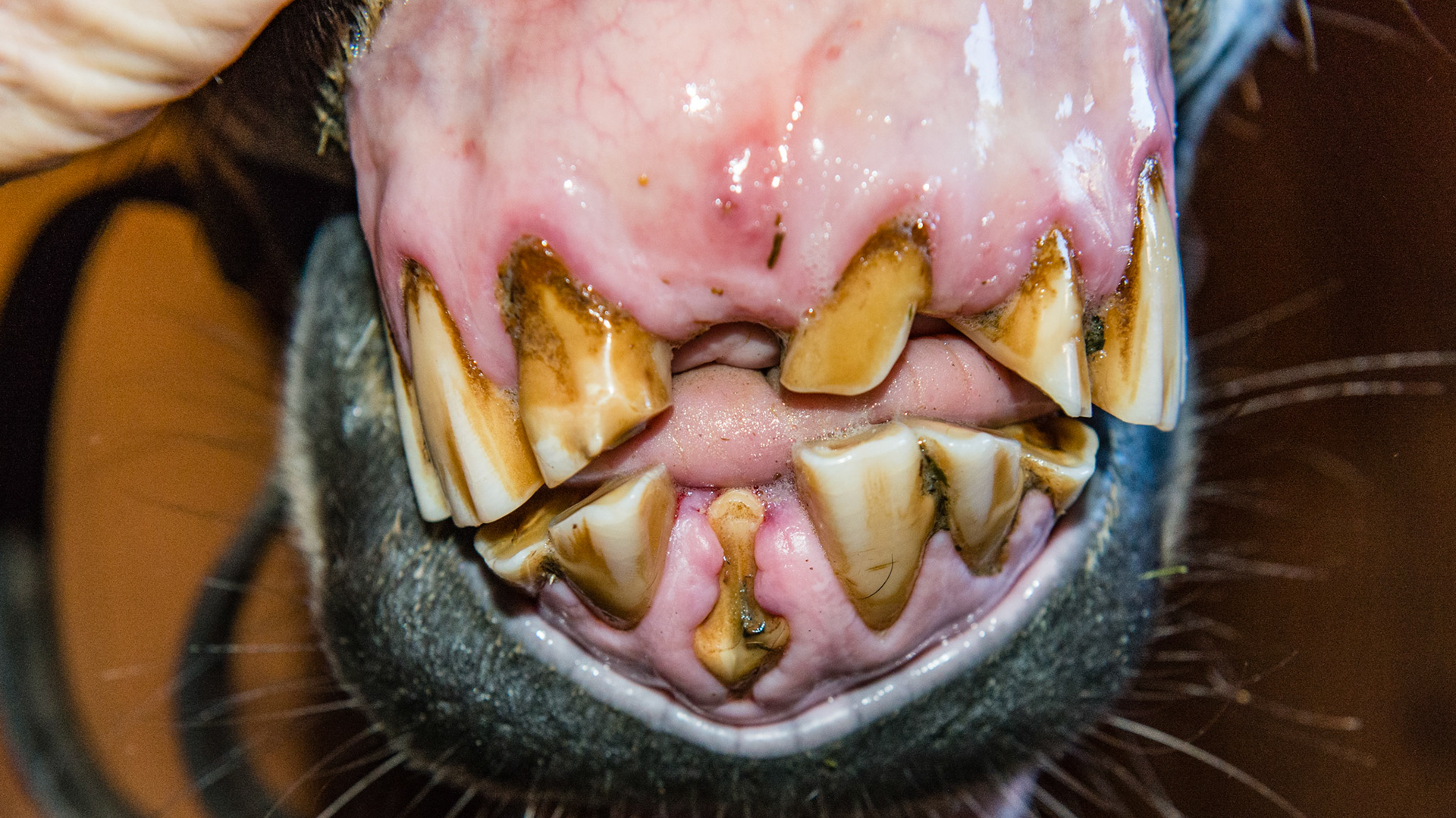 #301 transverse fracture from sometime in the past in this 30 year old.  The spike seen in the previous picture was reduced by cutting with small compound cutters then filed smooth. While it may look tall, the remaining piece was left very smooth.