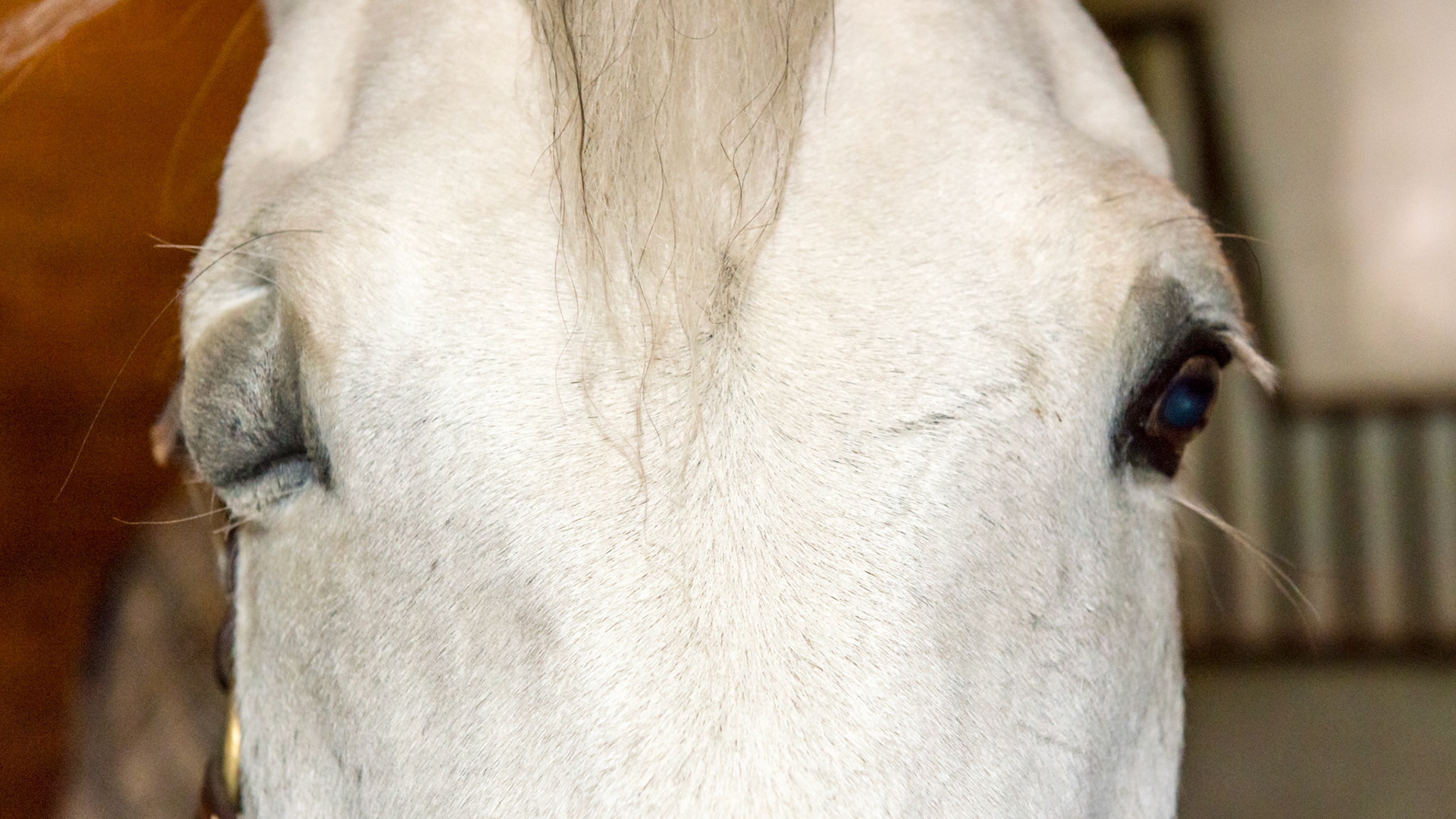 Horse C - This eye was enucleated for an unknown reason. A prosthesis was used to maintain the shape of the eye and the lids were sutured closed. The eyelid muscles still work so they can be seen twitching, but the horse is very comfortable. In my opinion this works better than an enucleation without a prosthesis.