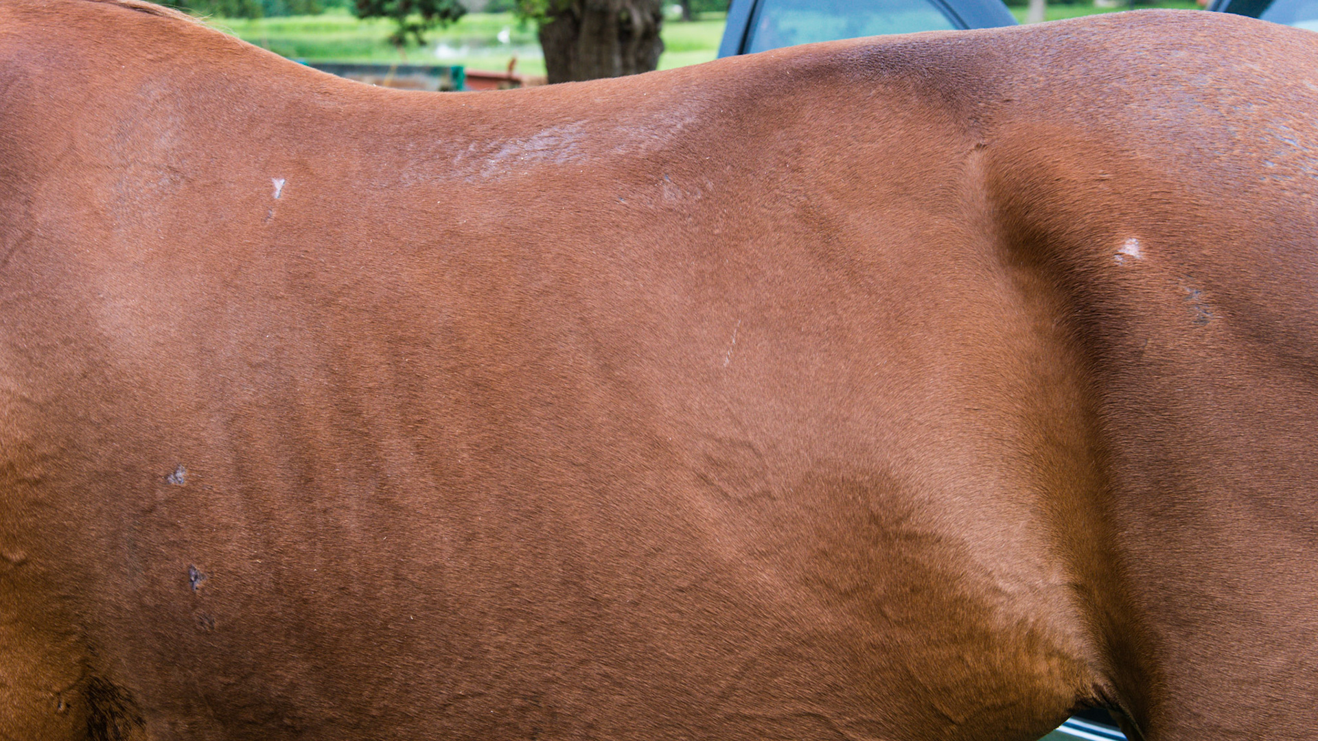 Horse A - Skin lesions on girth from electrocardiogram sensors. Top line hair loss from severe hives secondary to drug reaction. Note the poor hair coat and top line.