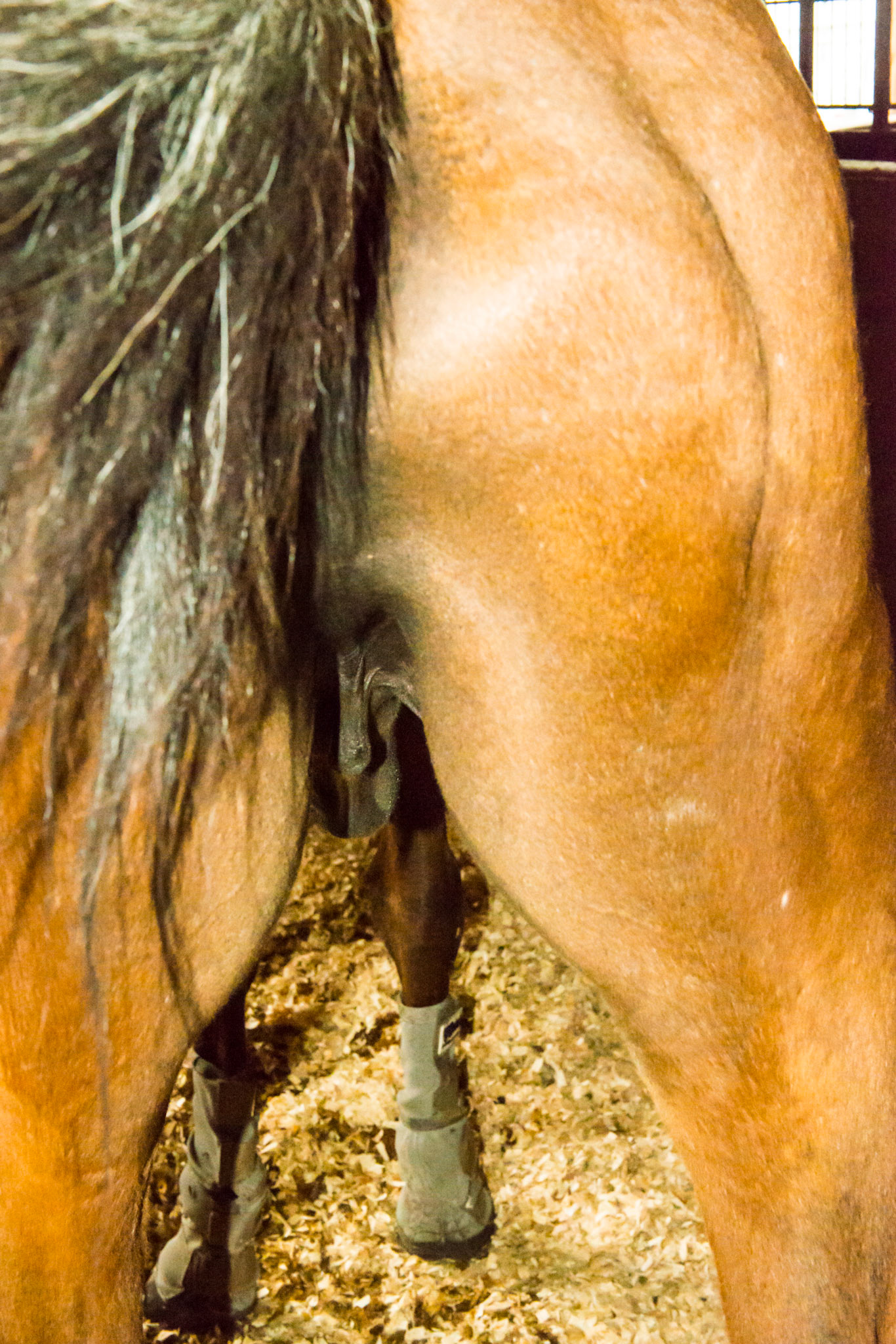 Horse B - BCS 2 - Very Thin ~ Emaciated. The skeleton is clearly visible but there is still a little fat tissue under the skin and the horse has some vitality to the skin. There is a space between the inner thighs.  This is a very old horse that is in the best of care, just fading away with age.