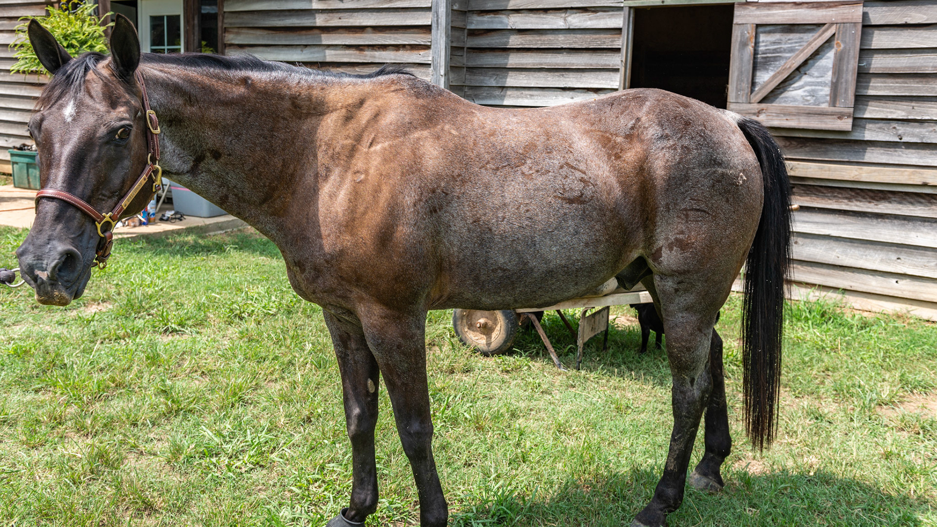 Bay or blue roan - Solid head with a body covered in gray hairs that do not become grayer with age. This is a bay roan or what some call a blue roan.