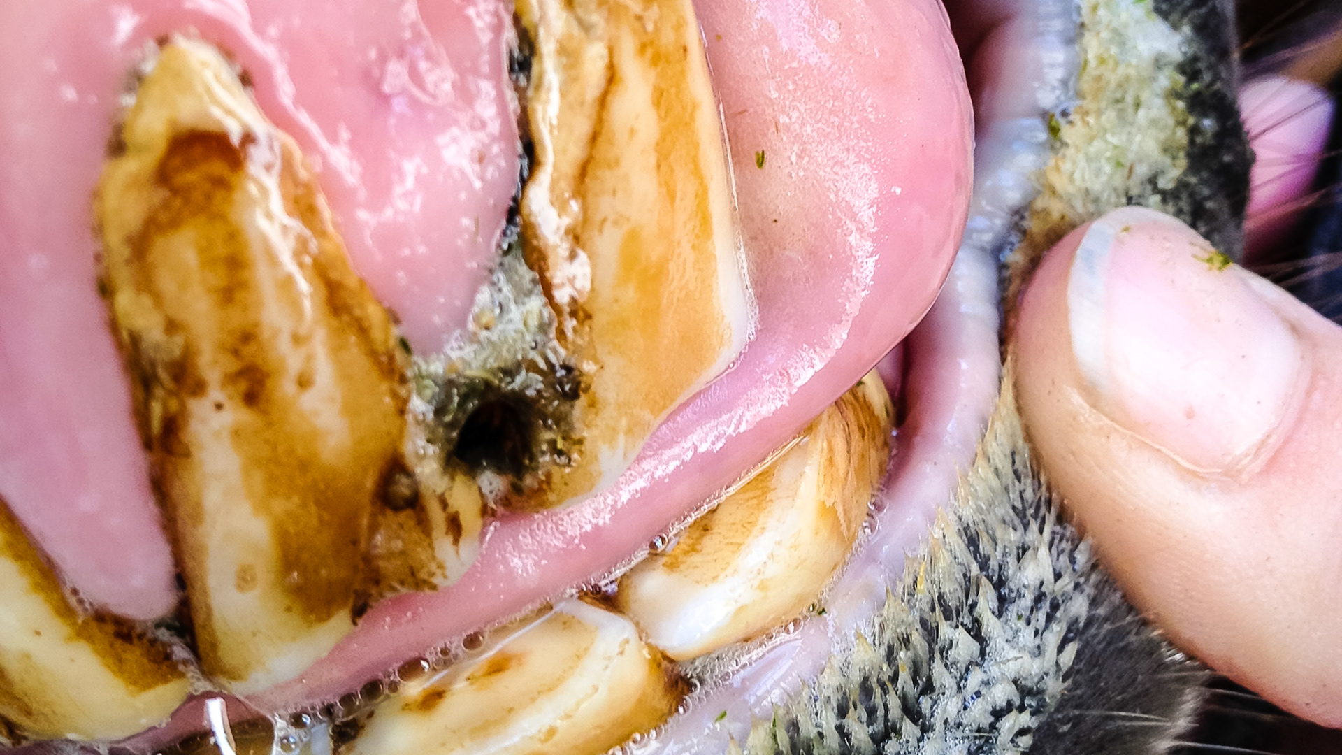 Horse B - This horse had a screw placed between these 2 incisors for an unknown reason and the owner was unaware of it until I floated the teeth.  The horse showed no problems.  However there are indicators of EOTRH that may or may not be associated with this screw. The most likely reason for installing the screw was to reduce cribbing.