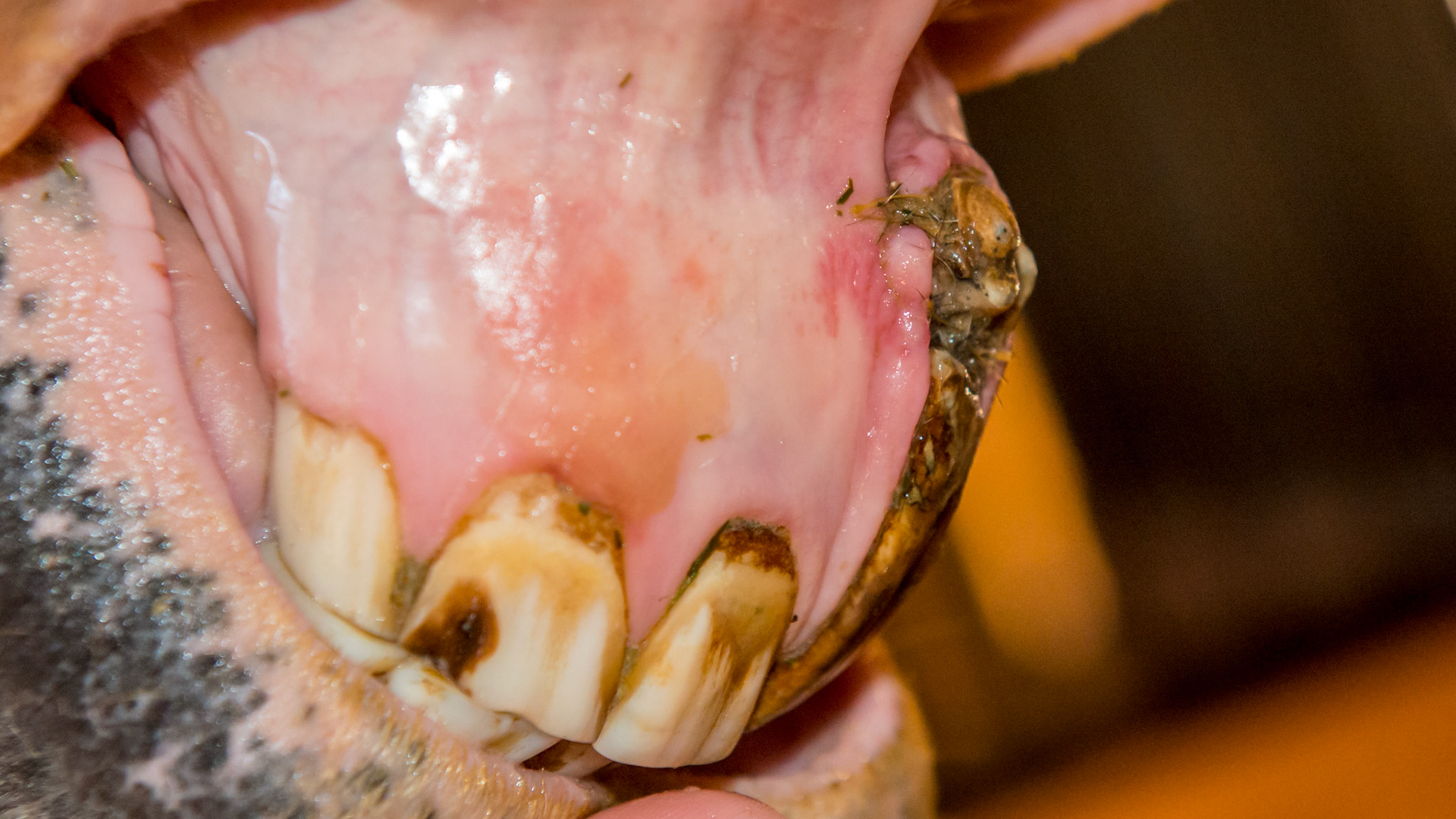 Presumptive dental tumor of the incisor in a 7 year old Lusitano G. The irregular surface trapped food but otherwise was not a problem for this horse.  We elected to watch this for development but the owner had not known about this until the teeth were floated.
