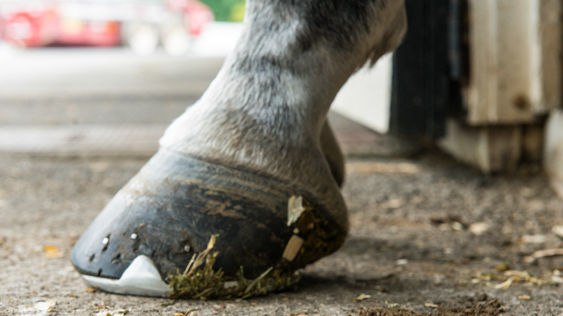 Horse B - One horse with 2 completely different front hooves. The RF has vertical side walls, a dished in toe, elevated coronary band on the inside, and long and uneven heels. The LF appears more normal with a balanced shape and even coronary band, however, the hoof pastern axis is slightly broken and the heels are underslung.