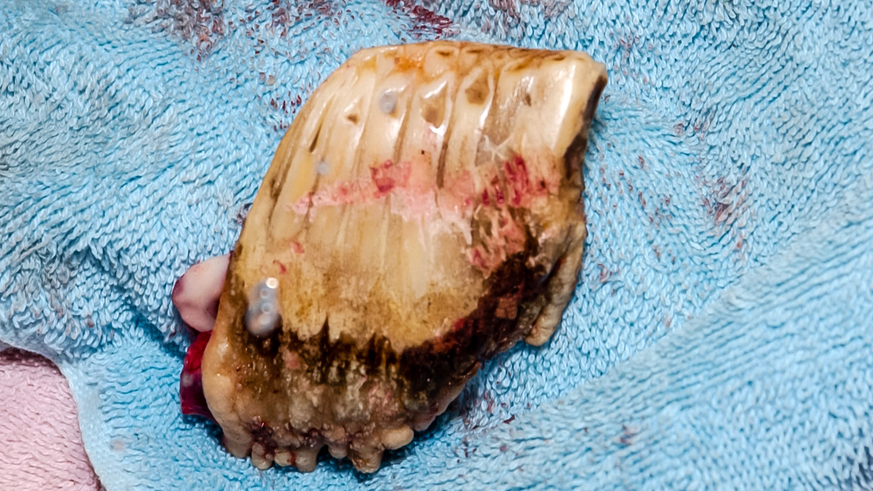 A warthog I have worked on.