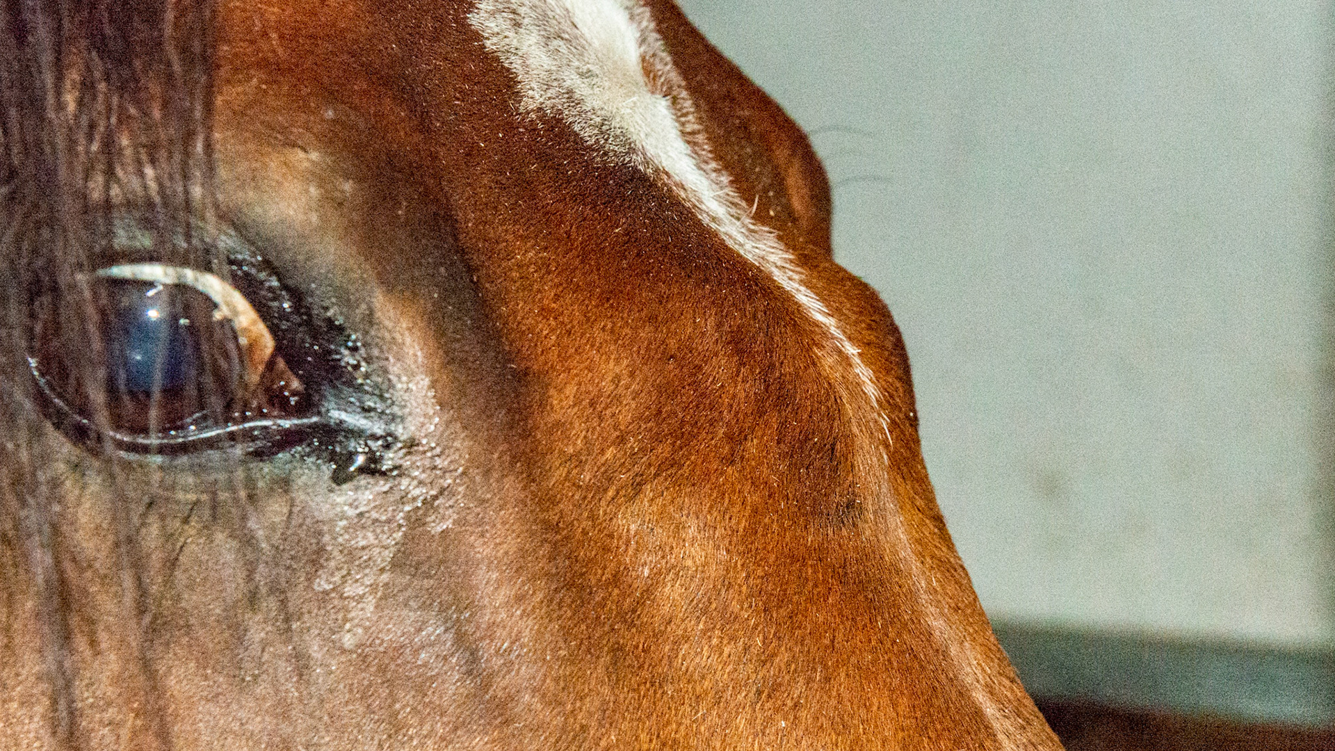 Suture periostitis. Presumptive - the vet looking at this horse did not know what these lumps across the face at eye level were nor did his x-rays help him identify them. They were spontaneous with no external indication of trauma in this 11 year old warmblood gelding.  The skull is made of flat bones (as opposed to round bones with marrow inside) and where they come together are called suture lines. The cause is unknown though trauma is most likely followed by bone instability for an unknown reason. They are non-painful and often go away over time.