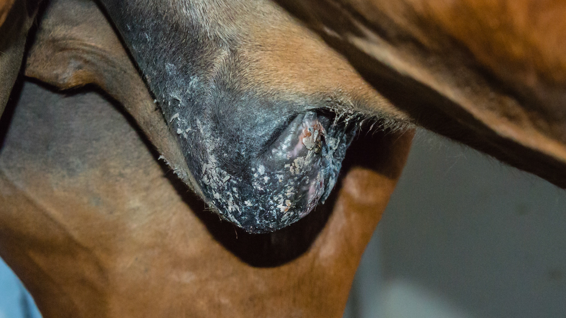 This sheath developed these lesions in April in Florida and are about 4 weeks old.  They are being treated with an ointment from a vet clinic with no ingredients listed.  It is slowly improving.  Deworming has been done every 6 months with the last deworming 6 months ago.  I suggested deworming once a week for 3 weeks and to keep this habronemiasis (summer sore) lesion clean.