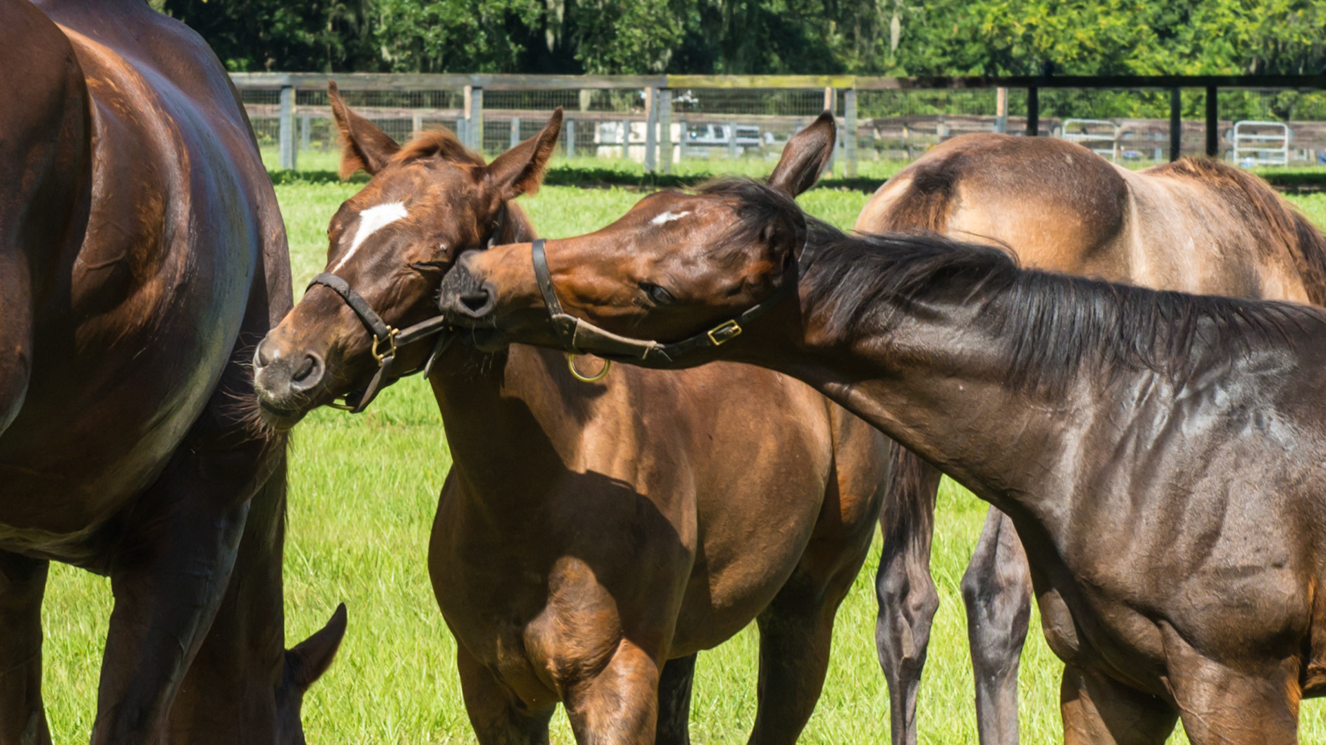 Foal A - 3 of 3 - The youngest foal attacks the oldest foal and a few seconds later he was gone as the older foal just turned away saying, "No!"