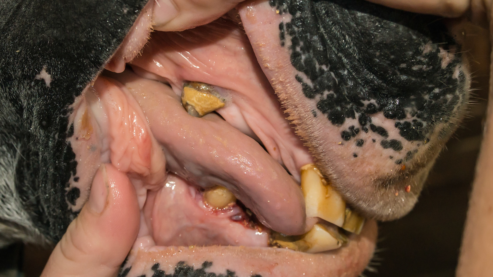 Horse C - Dental calculus (tarter) of an upper canine