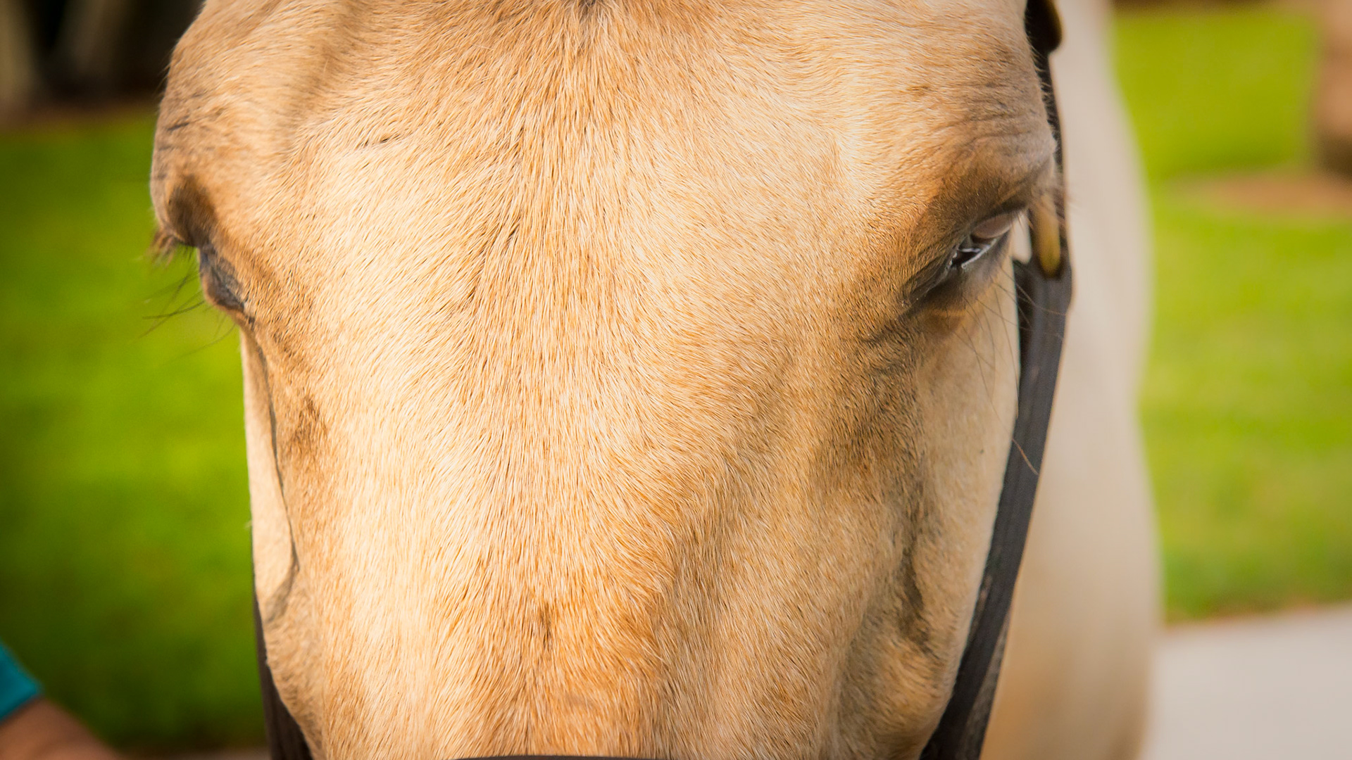 Horse J - The nasolacrimal ducts of this horse are blocked with tear overflow in both eyes but worse in the right eye.  The plan is to treat these eyes with only a steroid ophthalmic ointment and reassess in a day.