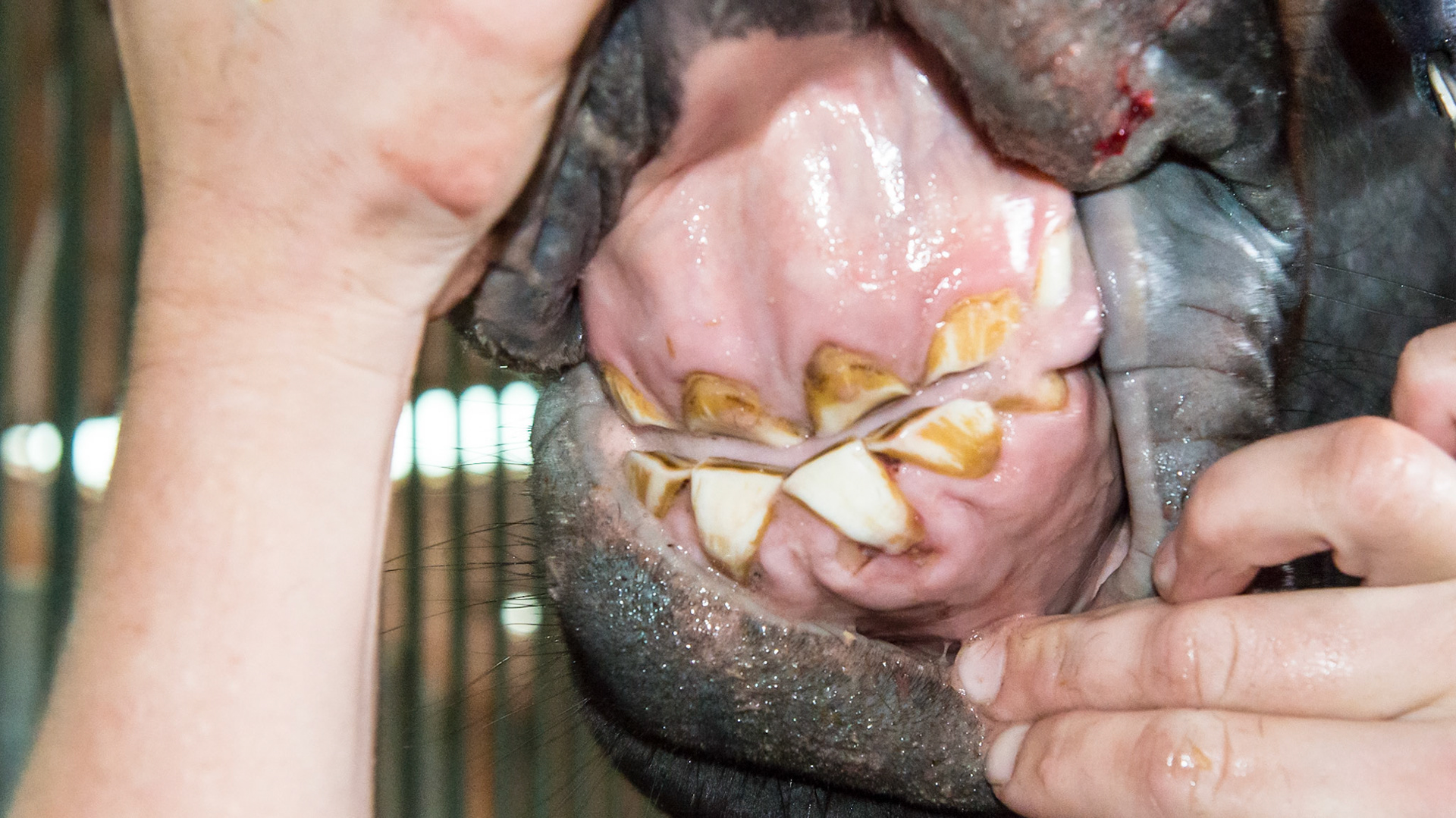 Underbite with an unusual wear pattern.  Note the white lower central incisors where the tonge constantly licks while the darker stained teeth have no tongue movement. This horse's tongue goes out and down only. It is also pushing the gum line down at the root causing a receeding line and a bunching of the gum into a ridge.