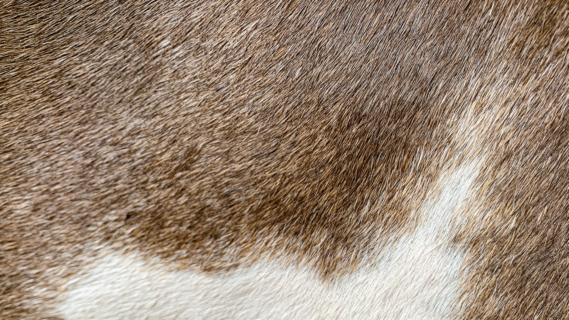 This paint horse has a flaxen mane and sabino markings where the pattern boarders are not crisp. Note the gray hairs spill from the white areas into the dark areas.
