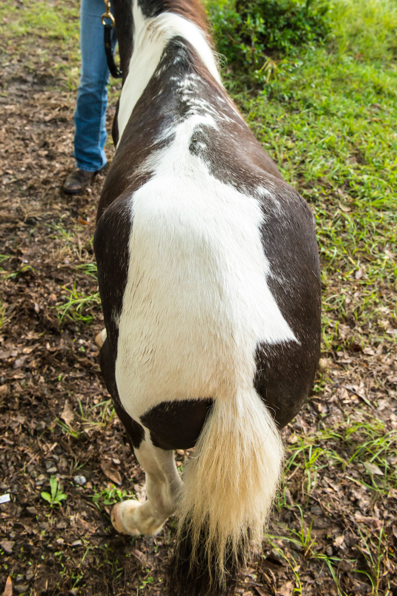 Horse B - BCS 4 - Moderately Thin - Spine ridge and rib outline are visible. The tail head may be visible.
