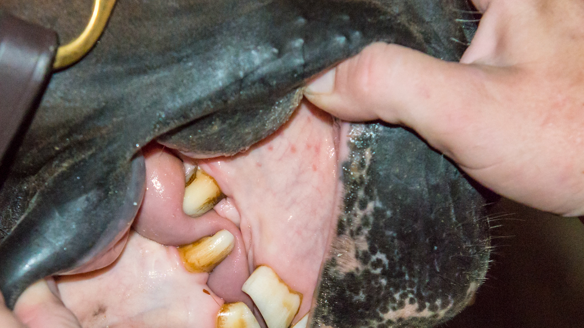 Horse A - Large canines before reduction. Note how effective these would be in tearing flesh compared with shorter or one on top of the other.  These will bite in and there would be no getting away from this bite without losing meat.