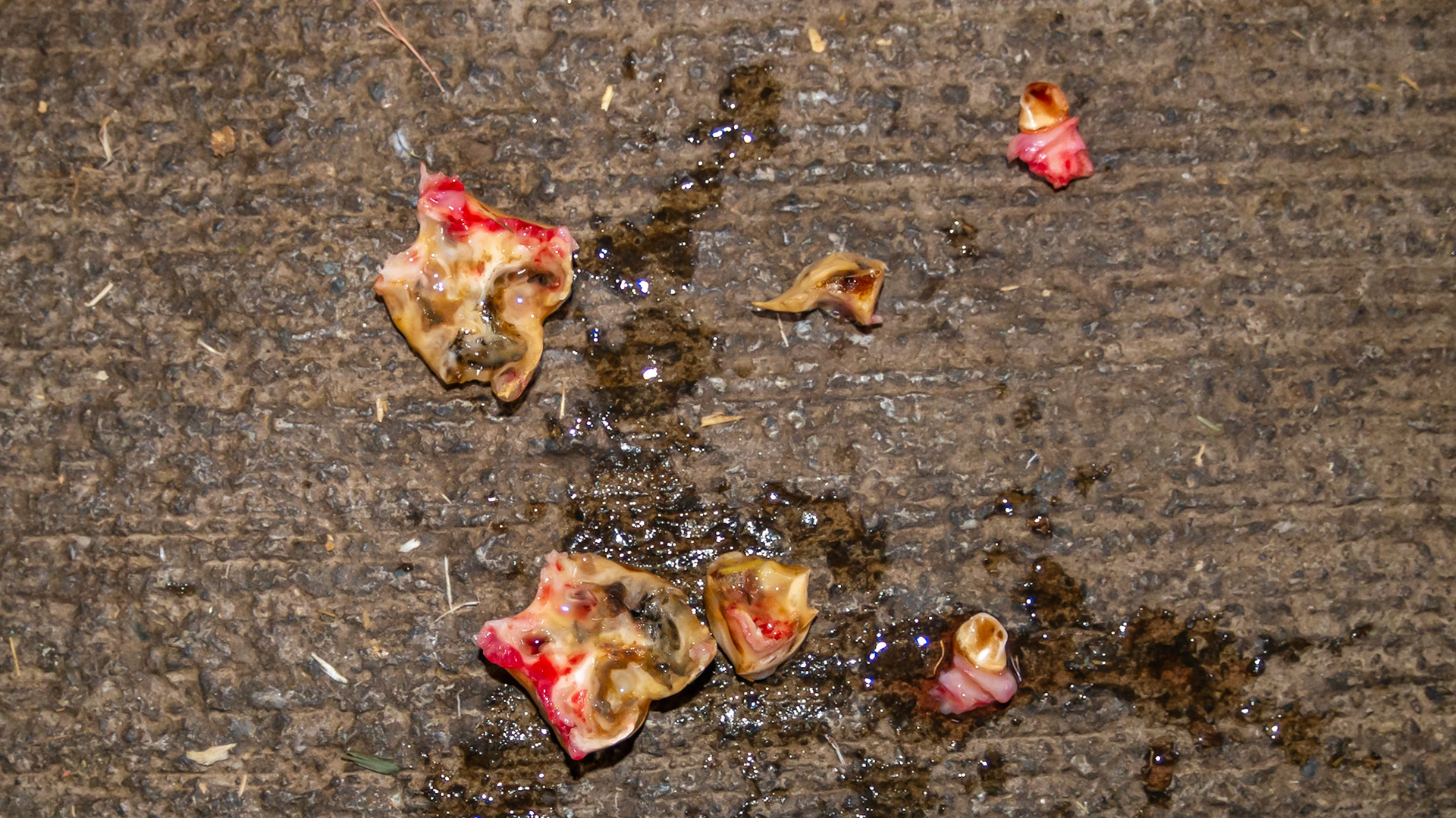 Maxillary caps (58 &amp; 68) that caused maxillary eruption lumps.  Also 77 &amp; 87 fractured caps. Also 2 wolf teeth. Caps are "baby" teeth that are ejected in every horse from 2 1/2 years to 4 1/2 years of age. There are 12 cheek teeth and 12 incisors that shed baby teeth during this time.