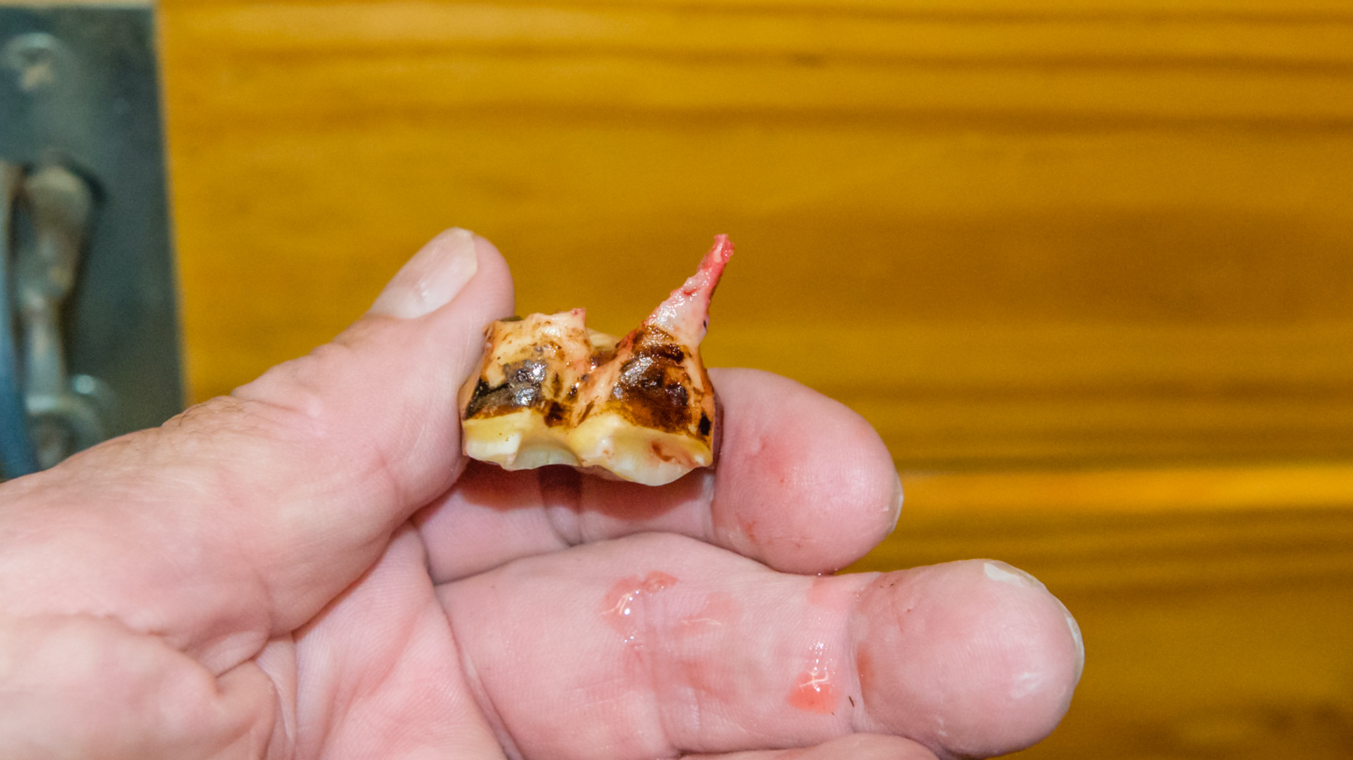 Long tag on a cheek tooth cap could have become a cap remnant.