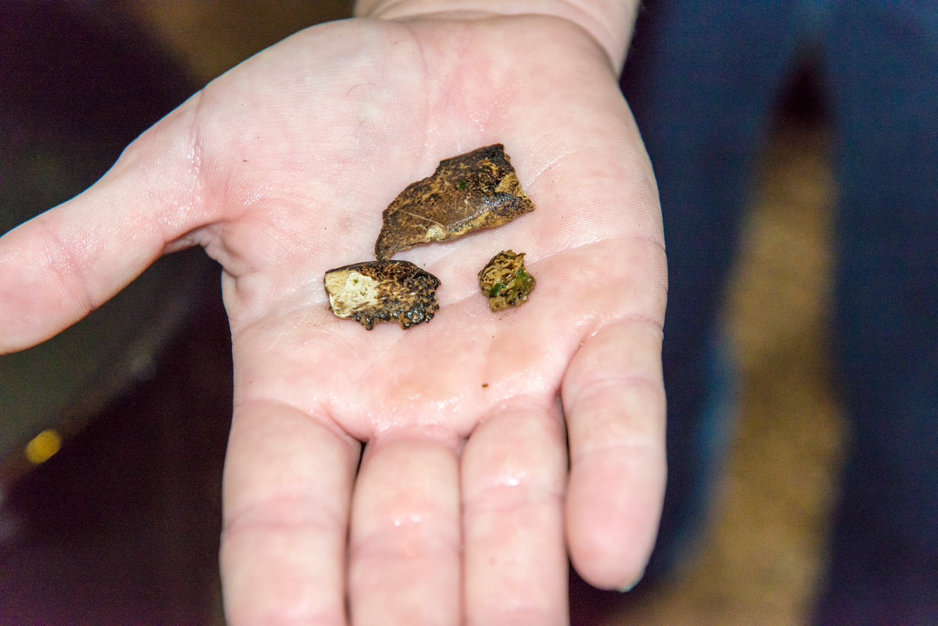 Tarter (dental calculus) along the upper first cheek teeth on the buccal surface - removed in chunks.
