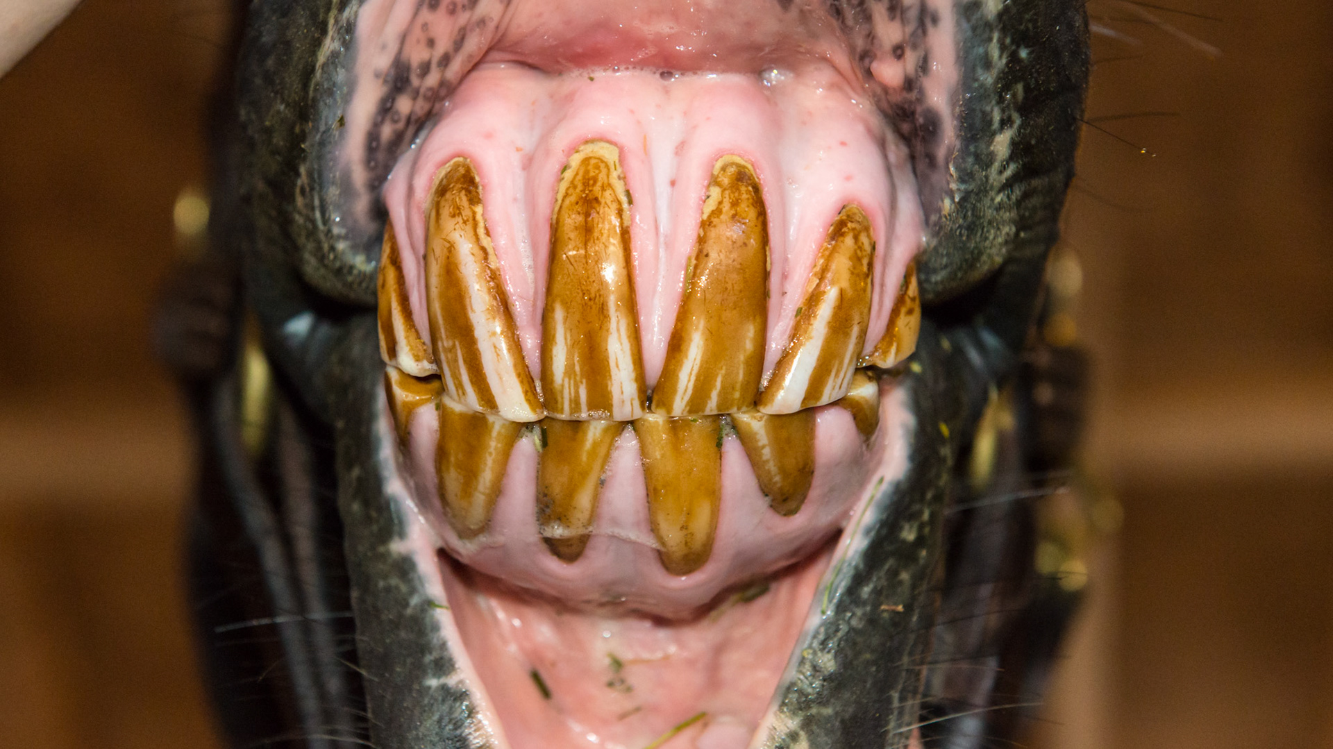 EOTRH horse 13 - 5/1/1995 = 18yr 4mo - early EOTRH with gum recession, bulbous profile and stippled gums.