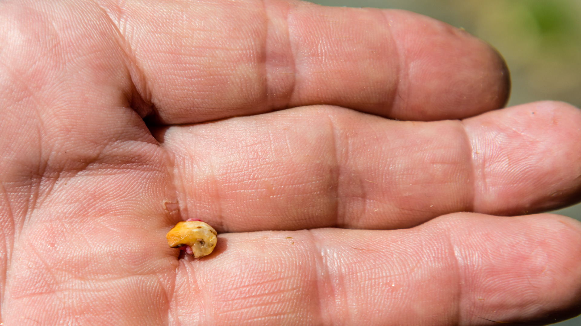This cap remnant was found firmly attached to the of 408 lingual gum line of a 6 year old warmblood.  No drugs were needed because this horse had no pain associated with the extraction. The parallel dental pick was used to lever it out.