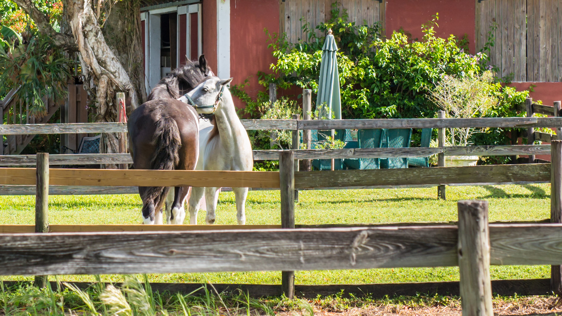 Mutual grooming of 2 horses, each nuzzling the other's back.