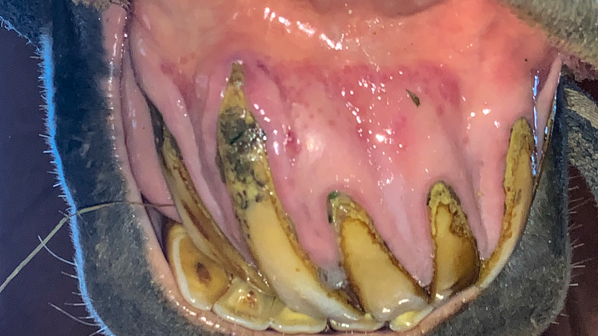 EOTRH after 2 months on Equident - much less inflammation