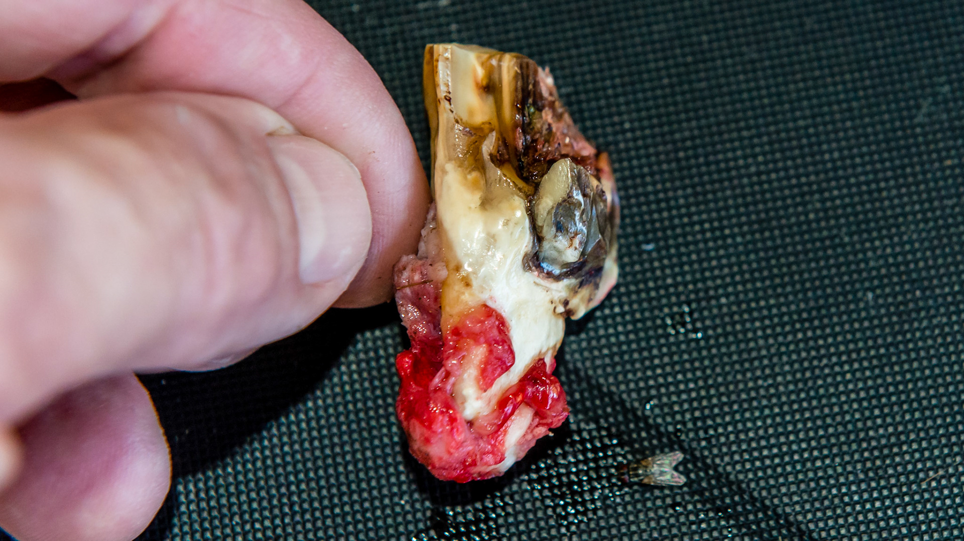 Examples of end stage teeth where the cheek tooth is held in place by only a few tufts of tissue (red). These teeth wiggle under finger pressure and are often extracted by fingers or a slight tug with forceps.