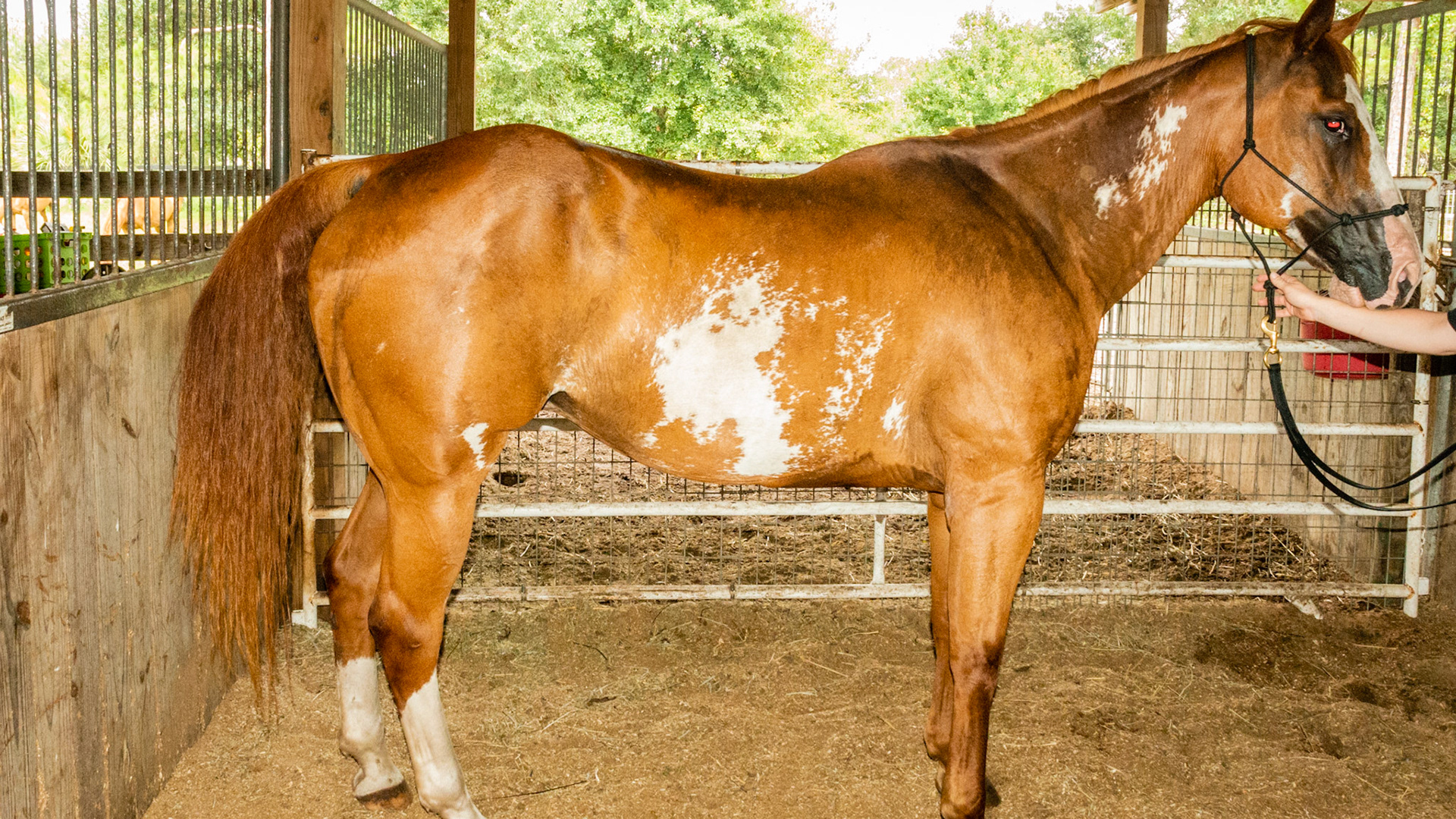 Horse D - BCS 4 - Moderately Thin - Spine ridge and rib outline are visible. The tail head may be visible.