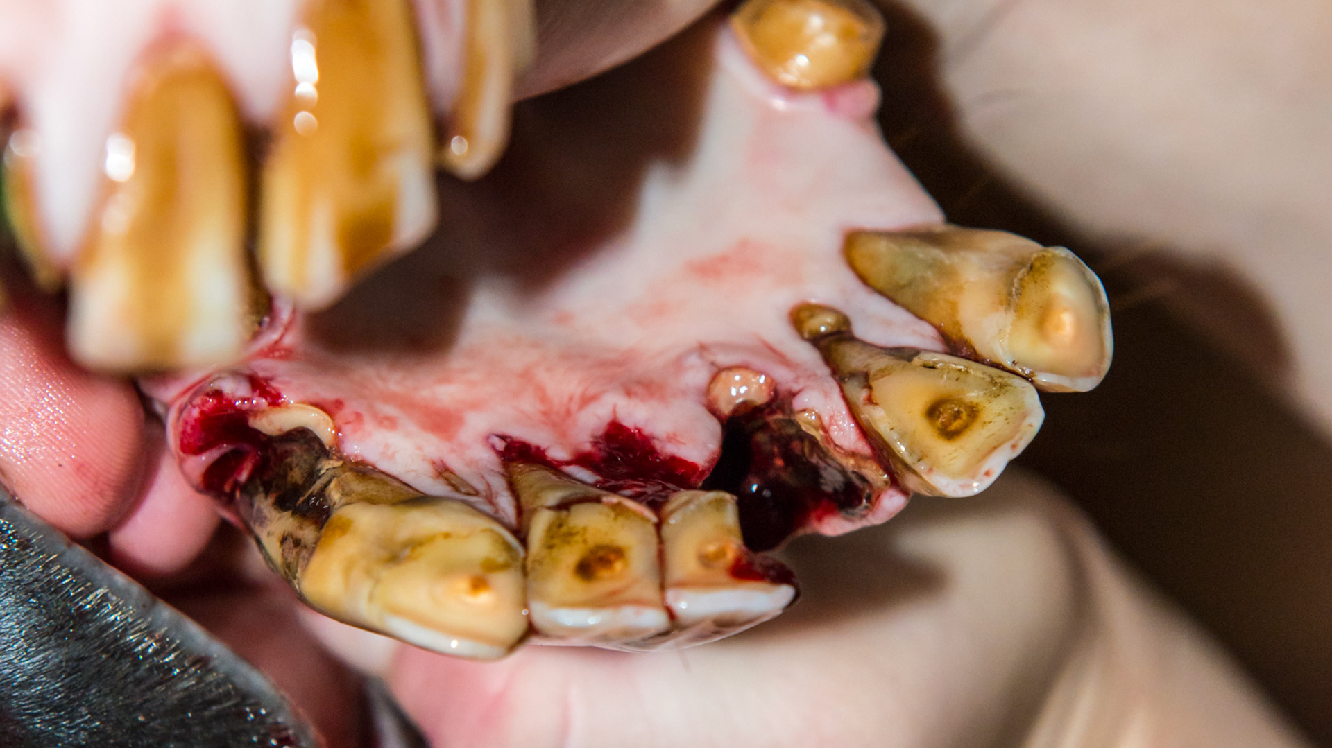 EOTRH horse 12 - A 25 yr old QH G with decay and feed impaction at #403, 101, &amp; 301's , extra lower incisors, cap remnants behind 301/2/3, gum recession of central lower incisors.THIS PICTURE shows the remaining 2 cap remnants which were extracted