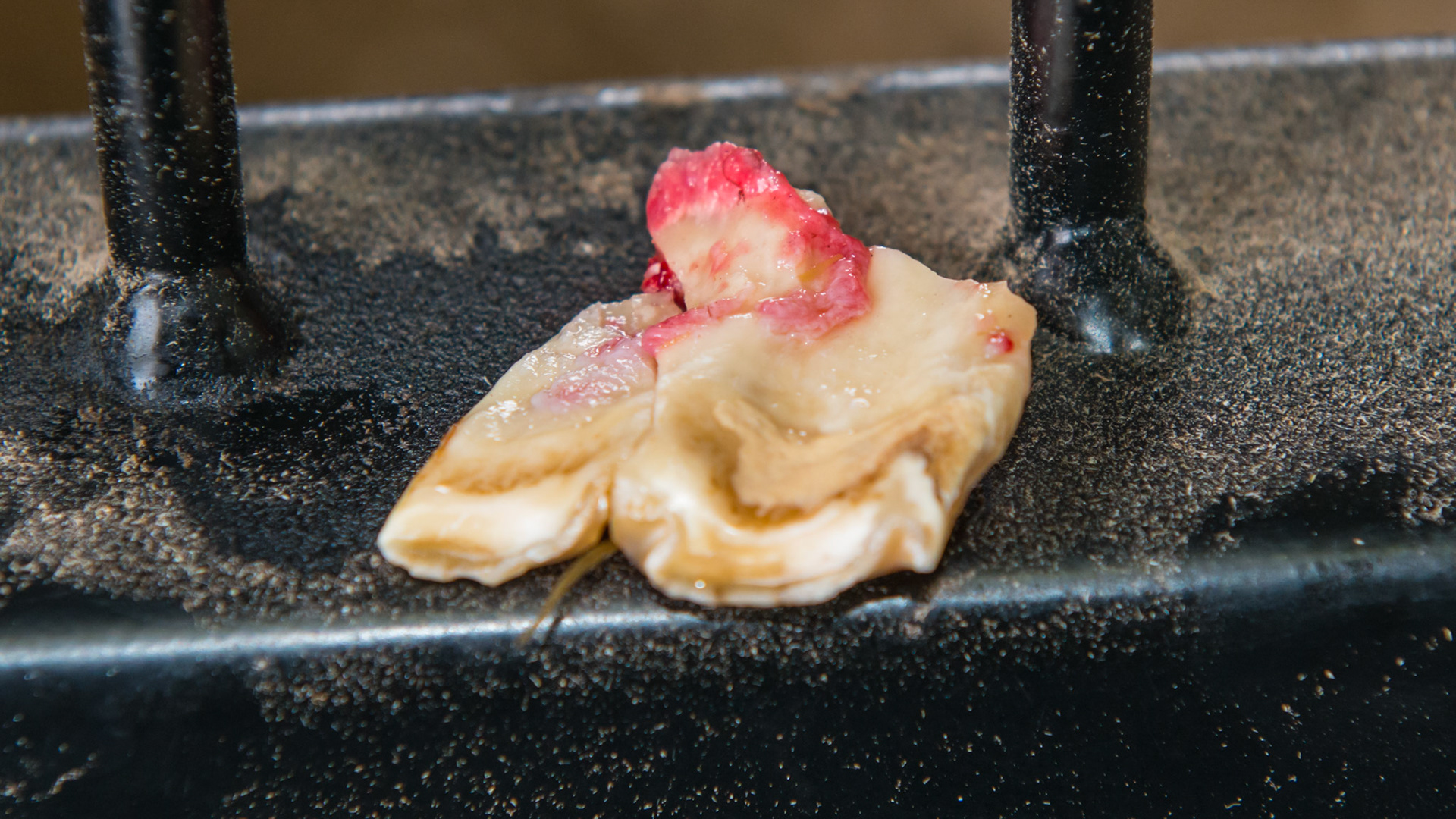 Cheek teeth fracture horse 8 - Extraction of fractured piece from buccal 107 with associated buccal ulcer. The buccal edge of the fractured piece with the attached gum. Note the extended piece of tooth beyond the fractured edge.