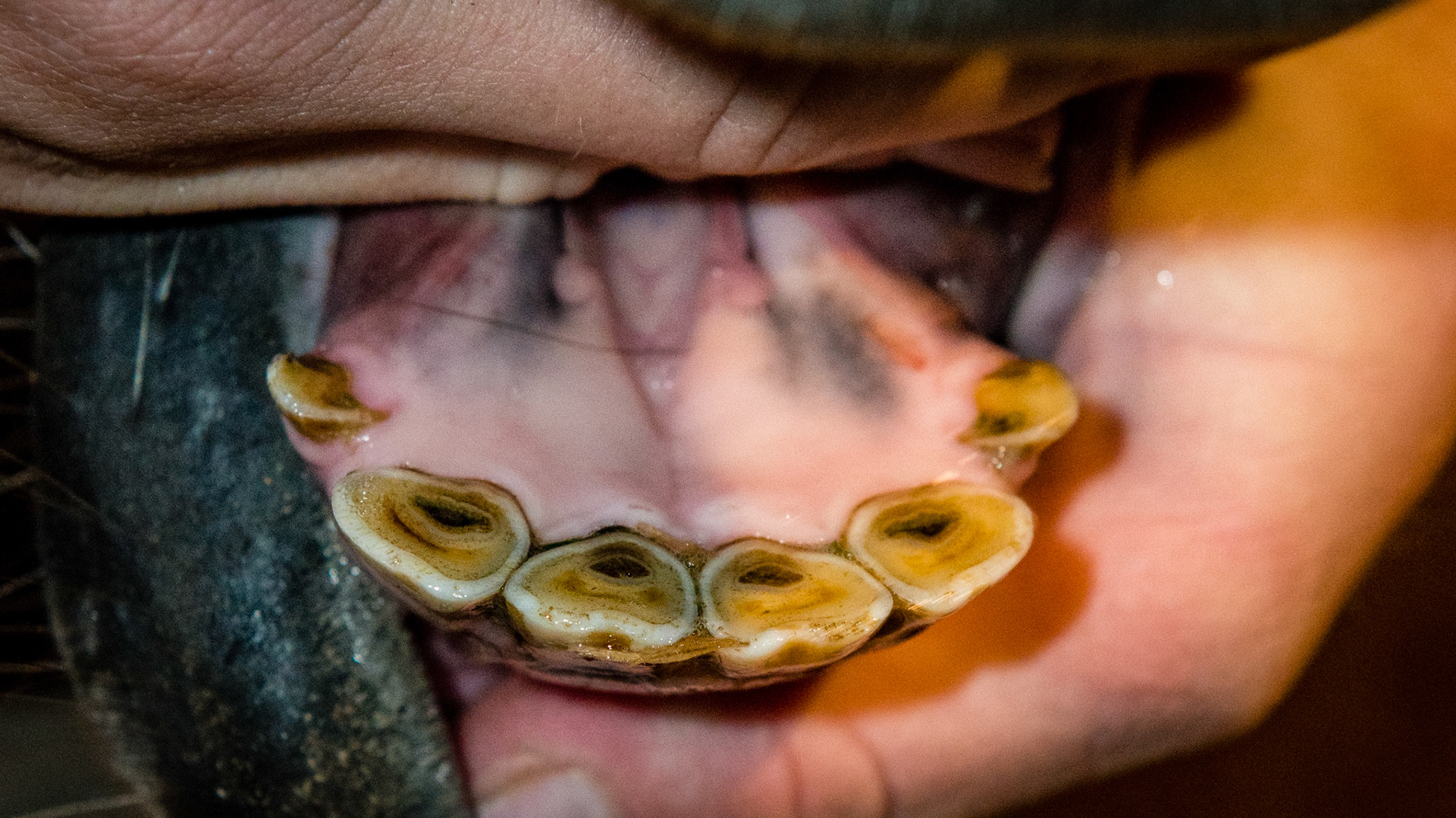 Only 4 permanent lower incisors.