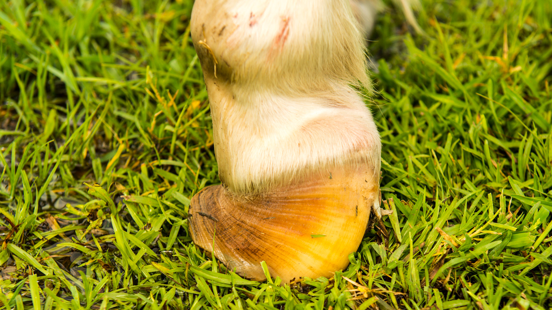 Chronic laminitis in a mini horse. This shows the result of severe rotation of the coffin bone and its effect on the deformation of the hoof wall.