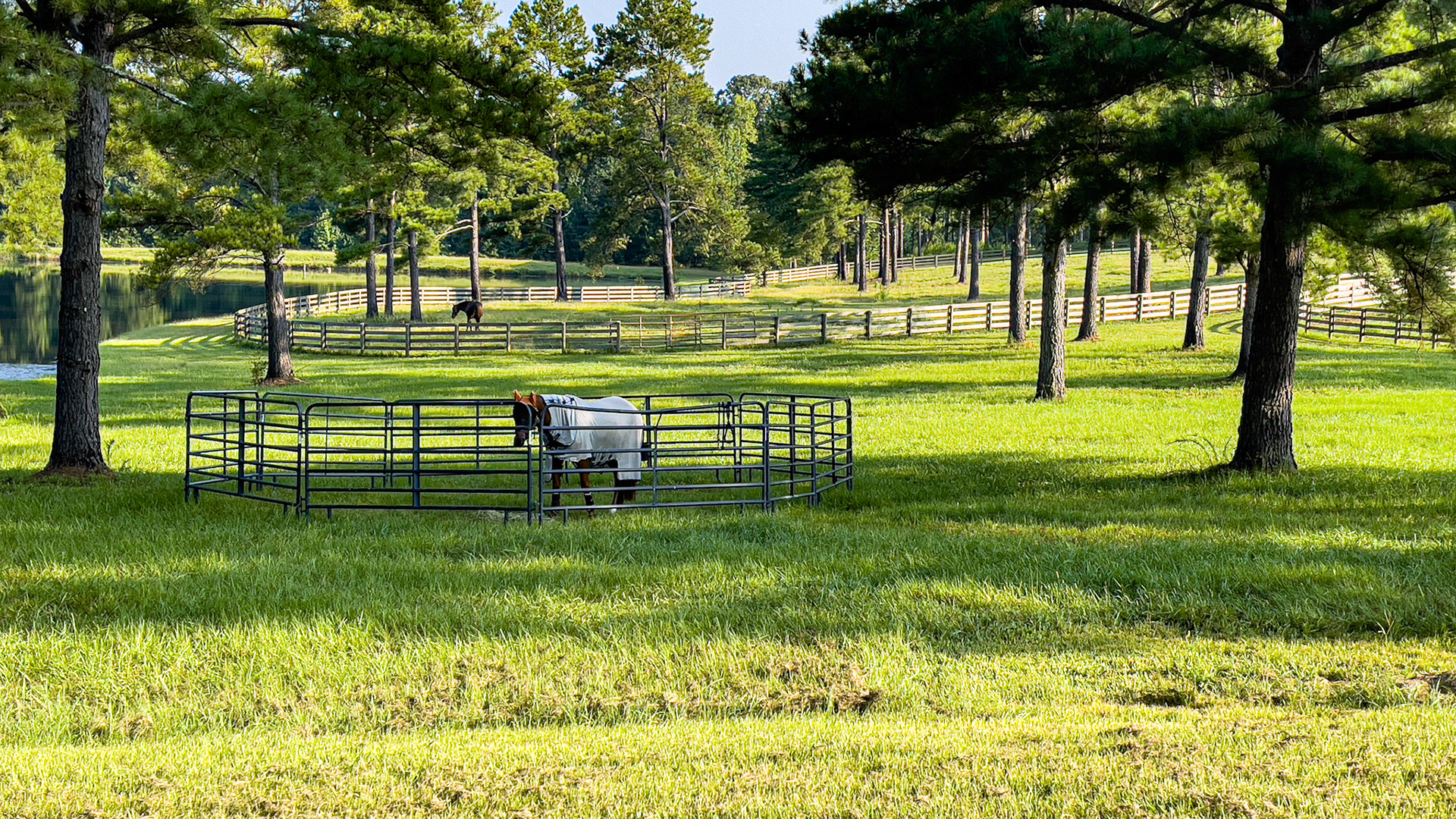A small paddock outside made of panels allows exercise-limited horses, grass and sunshine without a place to run.